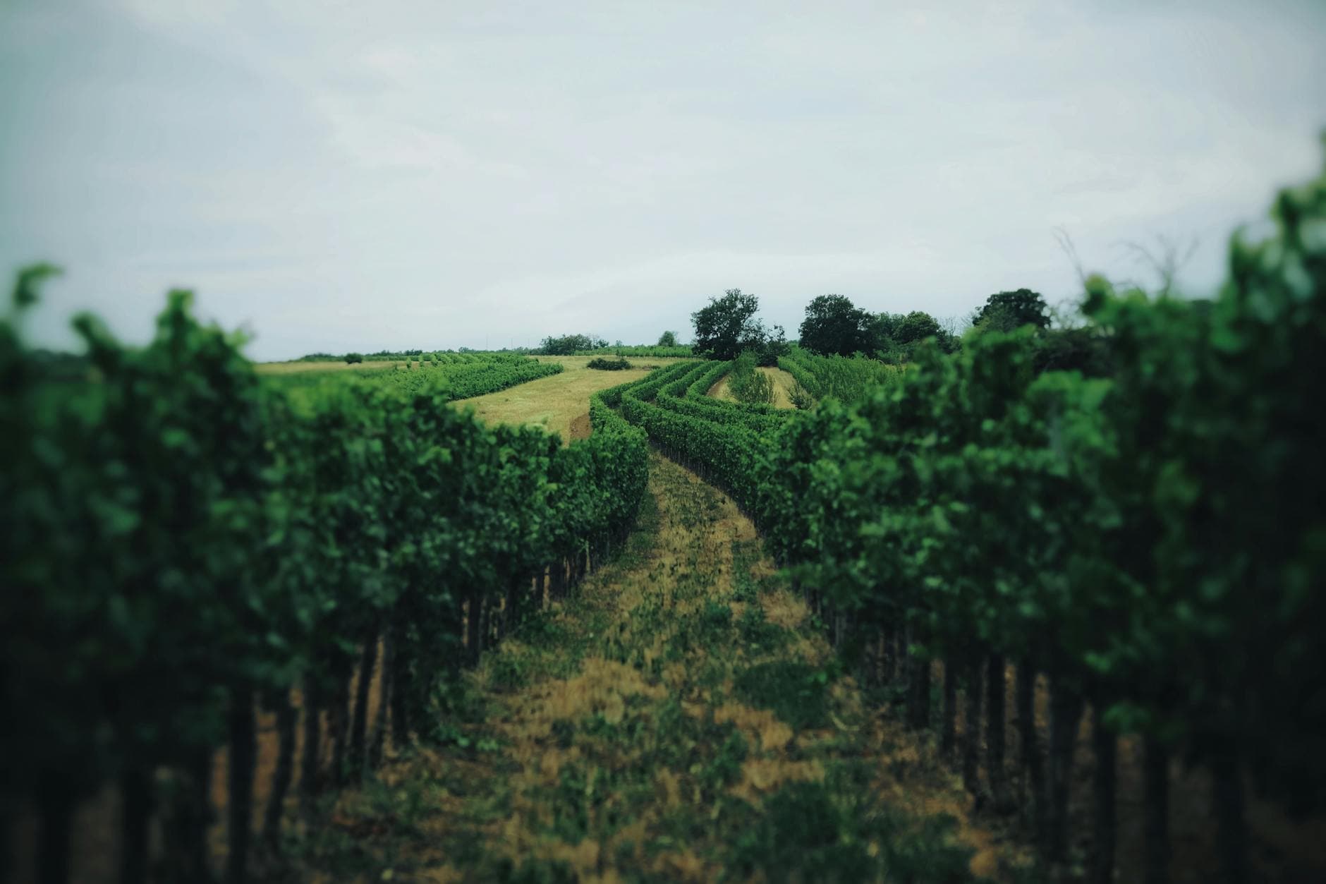 Where to Stay in Provence Wine Country: Complete 2026 Guide