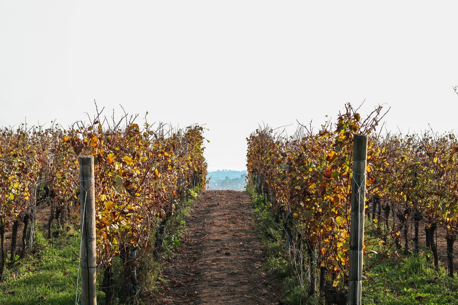 Salice Salentino Wine Travel Guide (Puglia, Italy)