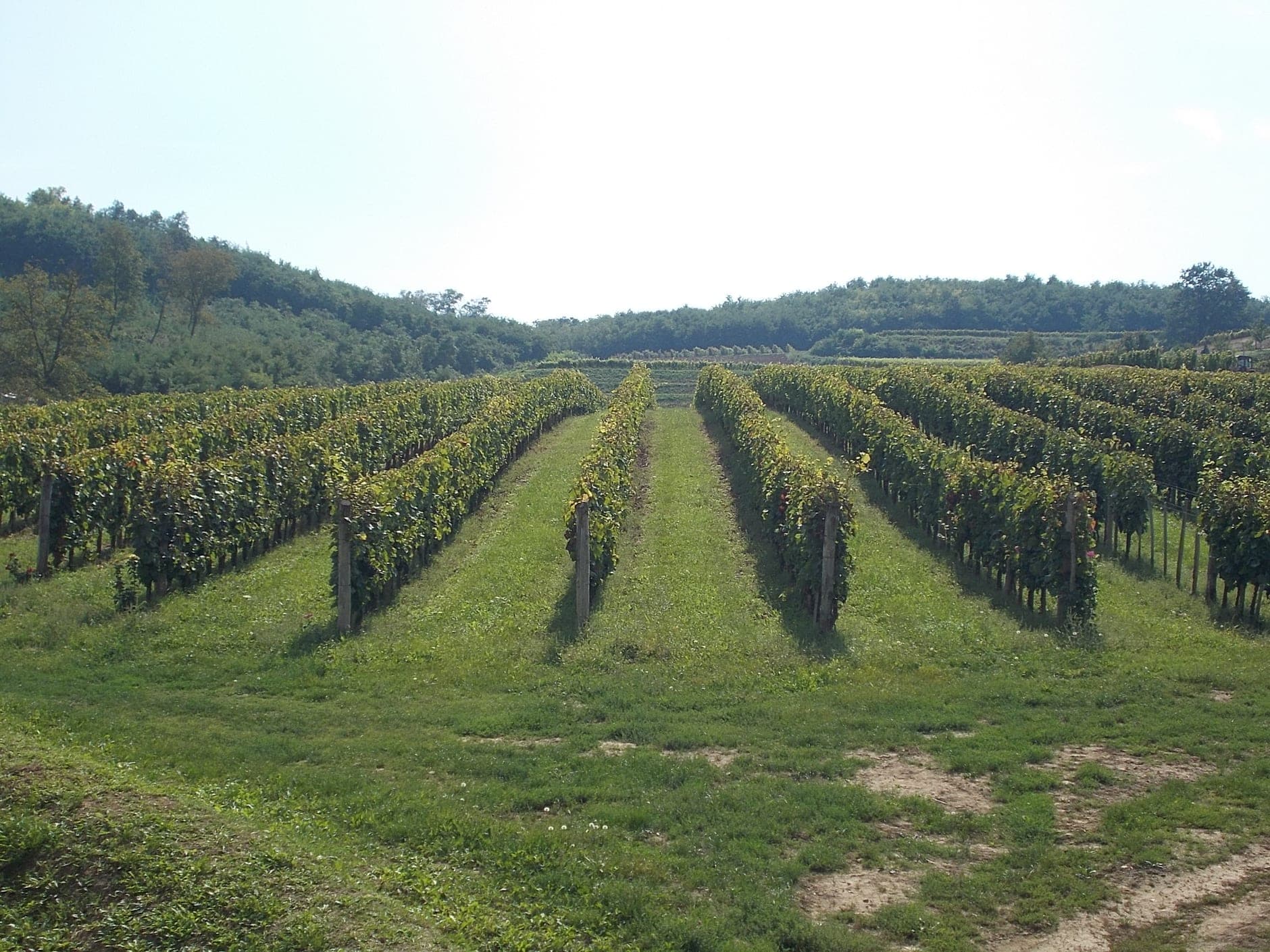 Bío Bío Valley Wine Travel Guide (Southern Regions, Chile)