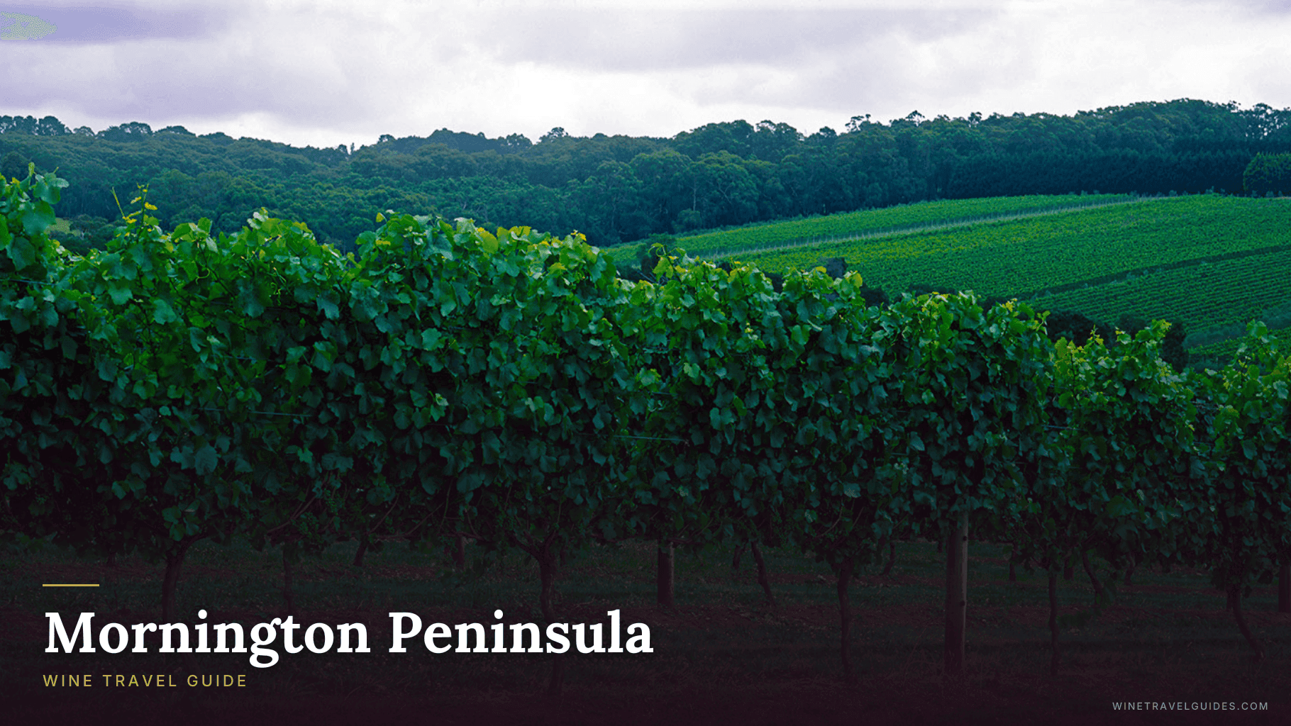 Mornington Peninsula Wine Travel Guide (Victoria, Australia)