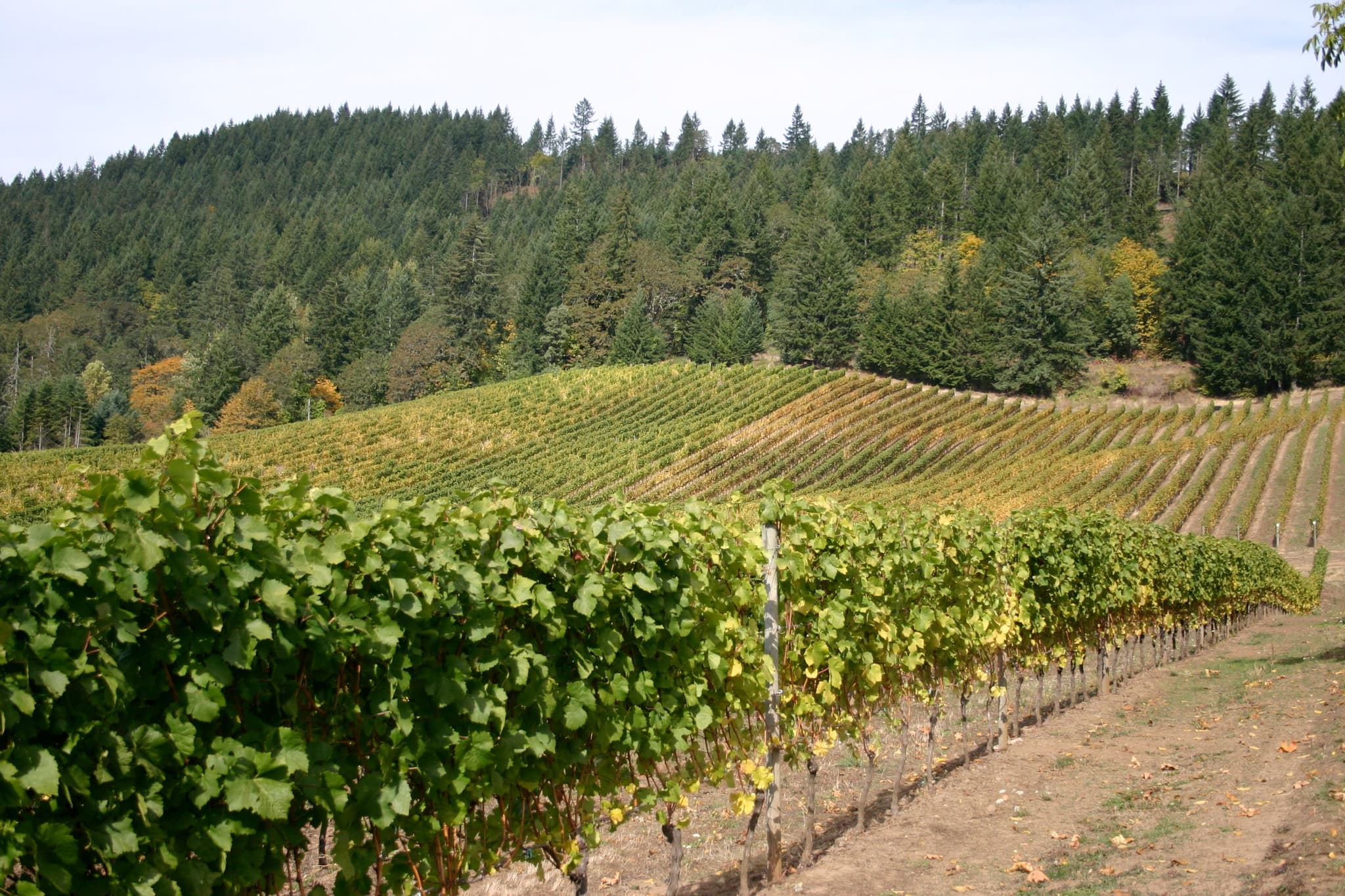 Willamette Valley Wine Travel Guide (Oregon, United States)