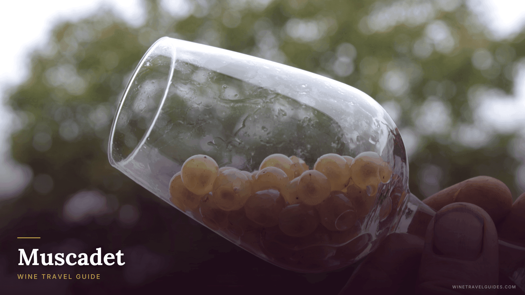 Muscadet Wine Travel Guide (Loire Valley, France)