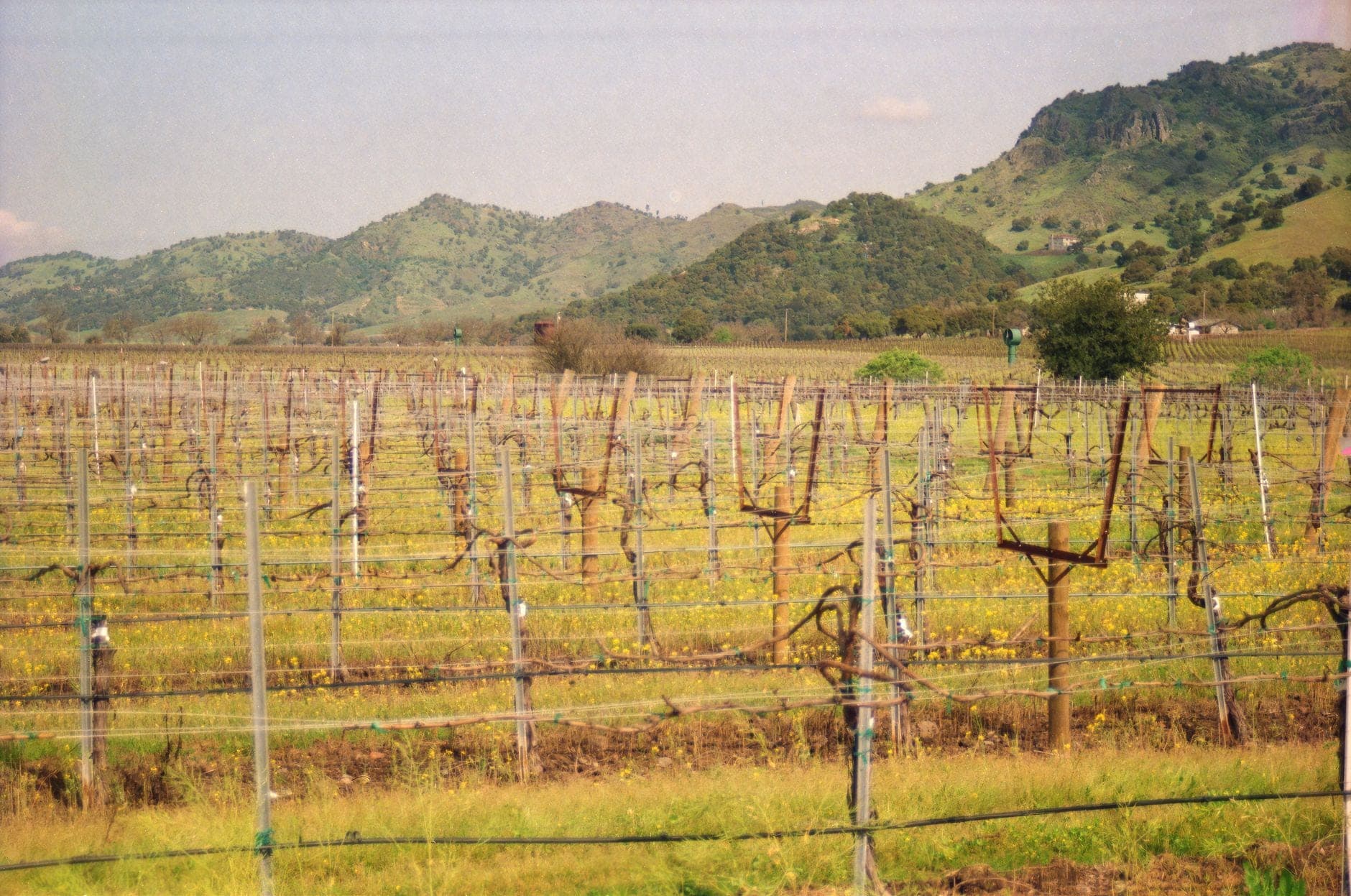 Northern Médoc Wine Travel Guide (Bordeaux, France)
