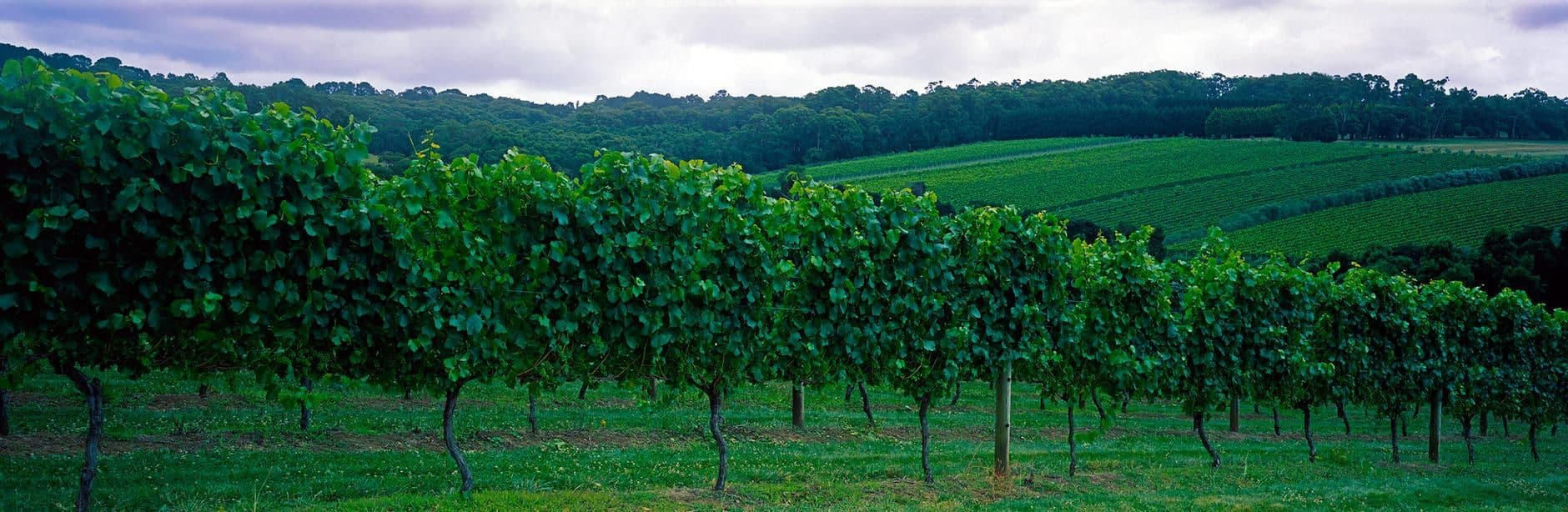 Mornington Peninsula Wine Travel Guide (Victoria, Australia)