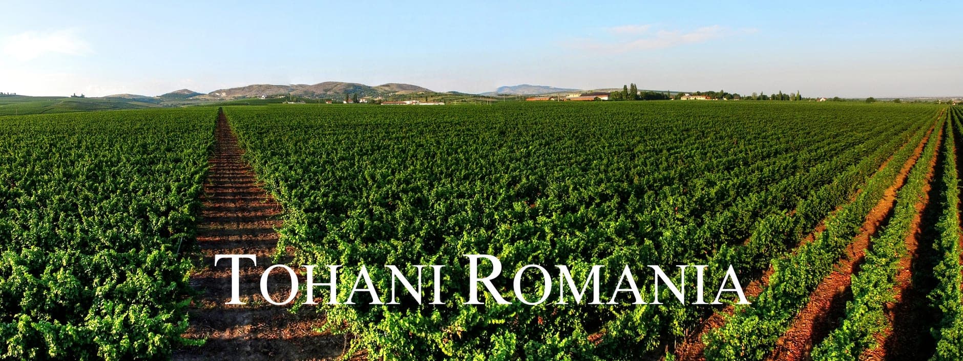 Dealu Mare Wine Travel Guide (Muntenia, Romania)