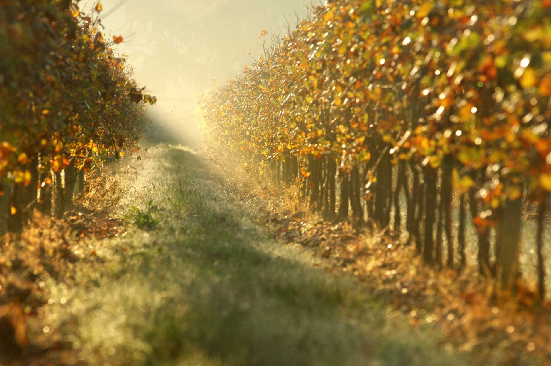 Franciacorta Wine Travel Guide (Lombardy, Italy)