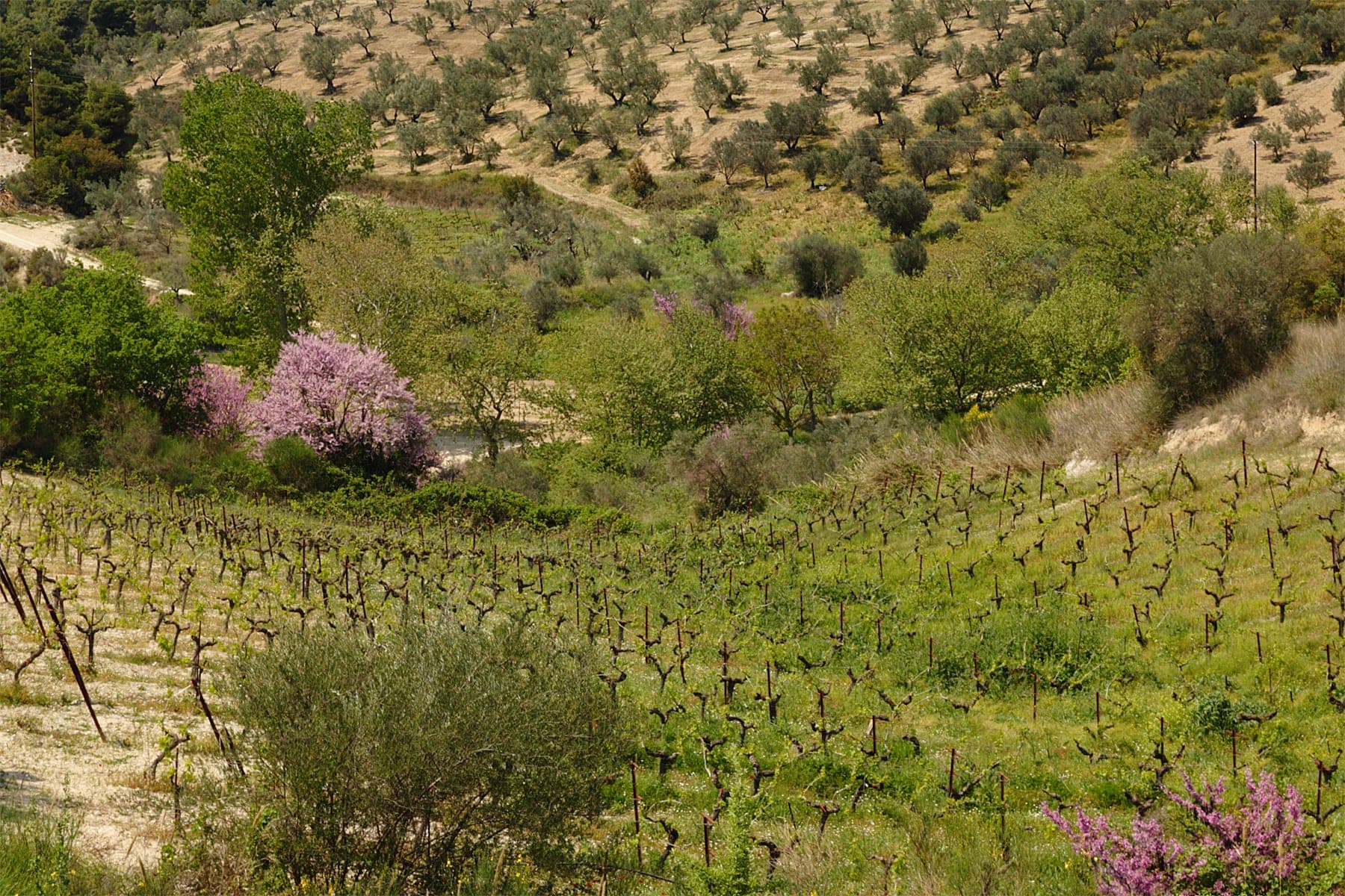 Peloponnese (Greece)