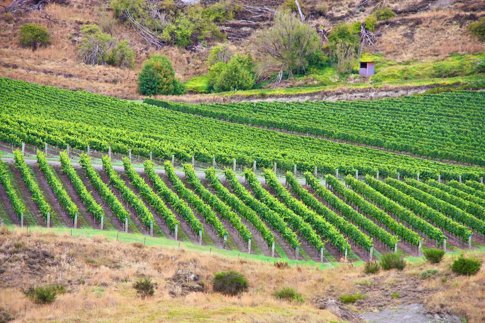 South Island (New Zealand)