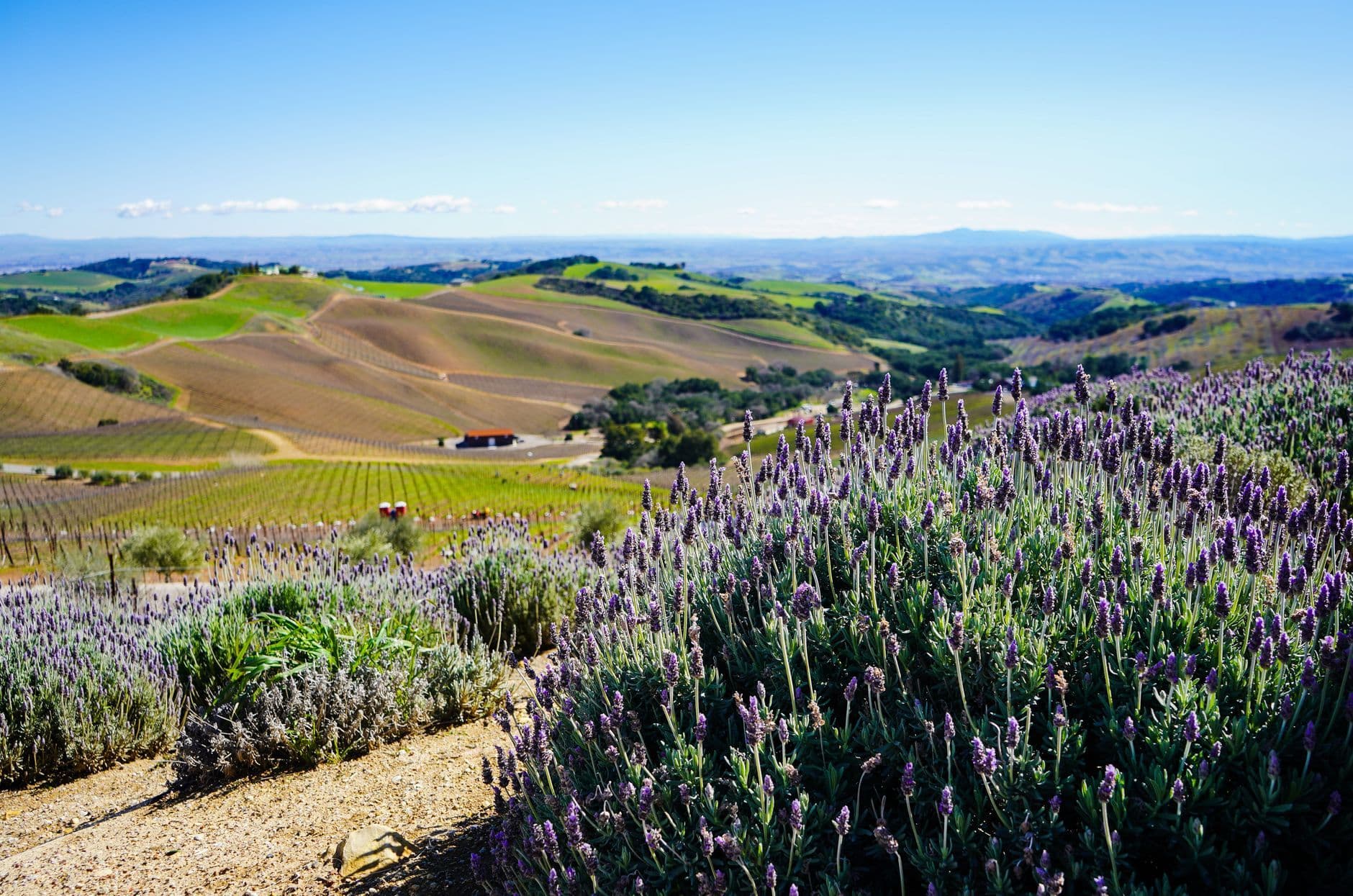 Central Coast Wine Travel Guide (California, United States)