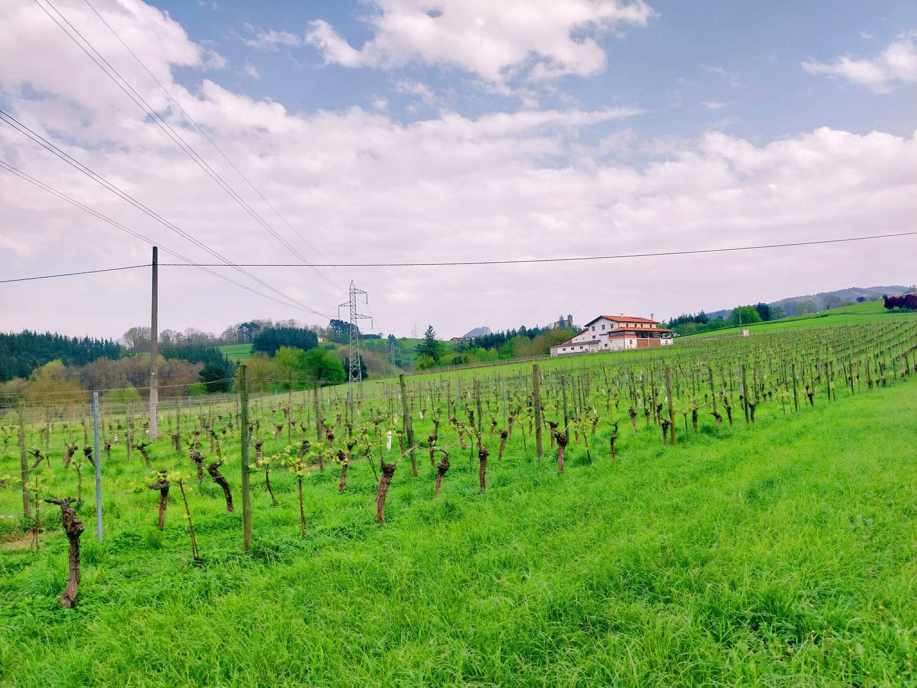 Txakoli Wine Travel Guide (Basque Country, Spain)