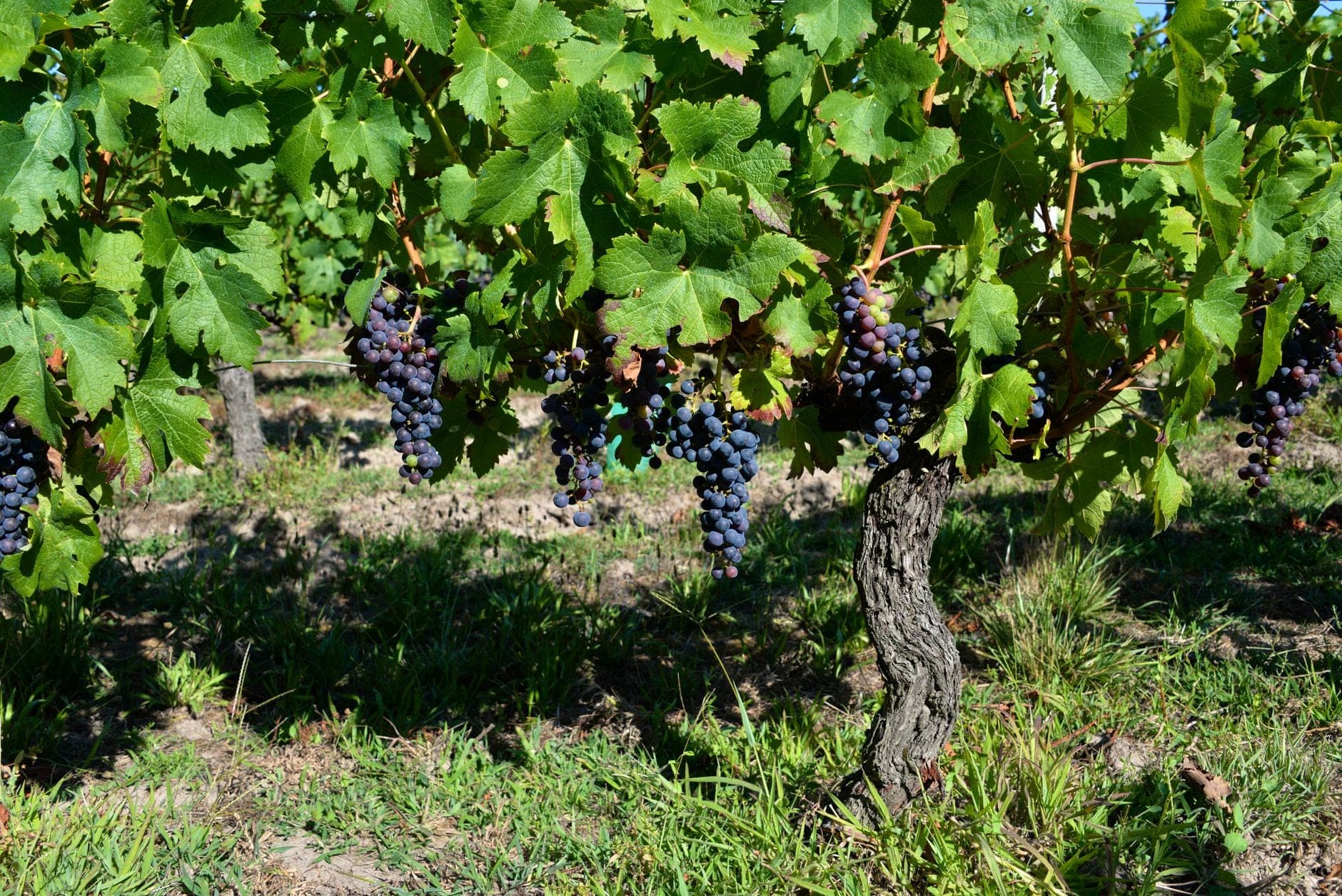 Monção e Melgaço Wine Travel Guide (Vinho Verde, Portugal)