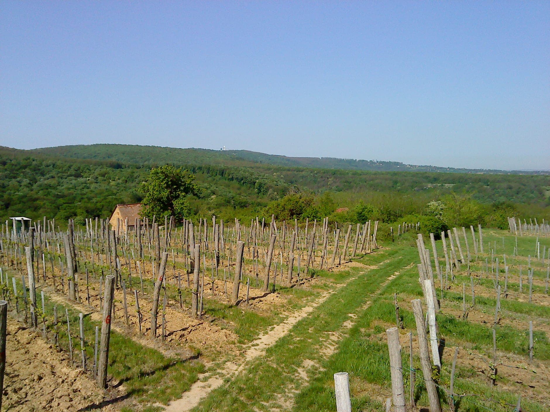 Villány (Hungary)