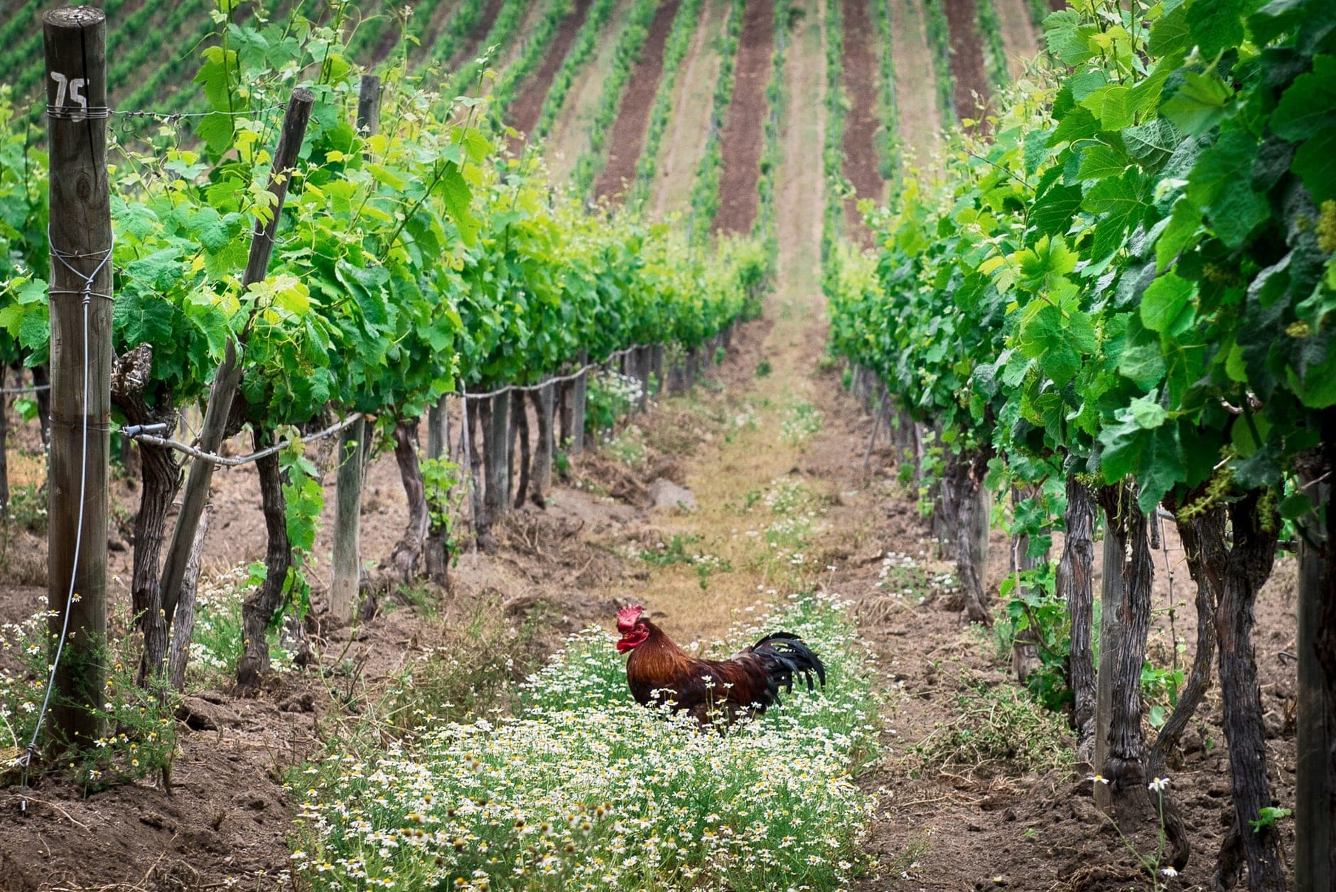 Casablanca Valley Wine Travel Guide (Aconcagua Valley, Chile)