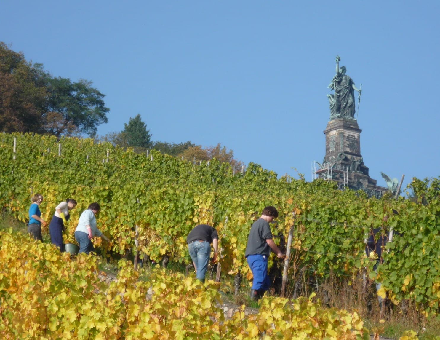 Rüdesheim Wine Travel Guide (Rheingau, Germany)