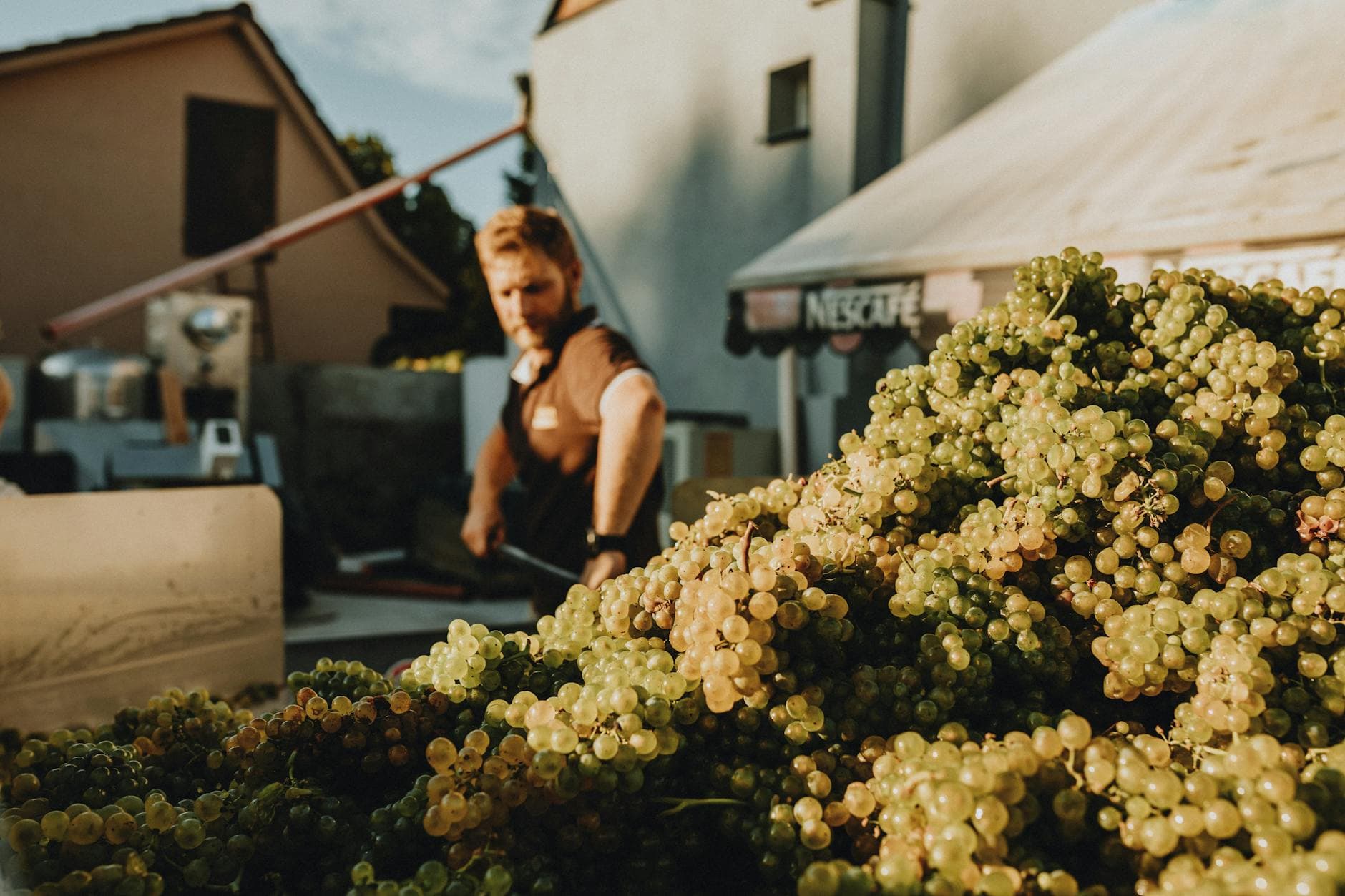 Grape Harvesting Season: When to Go & How to Pick Grapes at a Winery