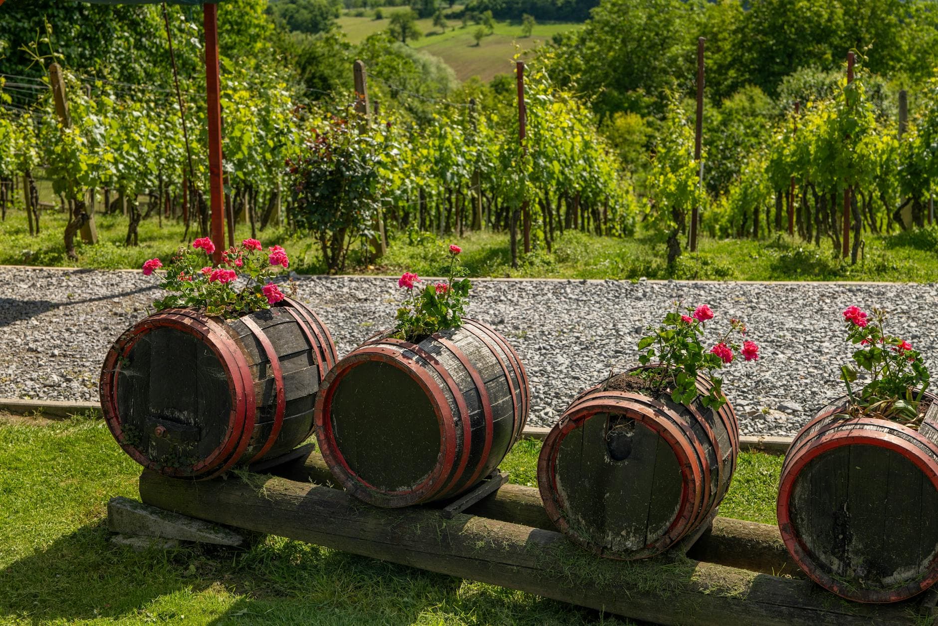 Where to Stay in Transylvania Wine Country: Complete 2026 Guide