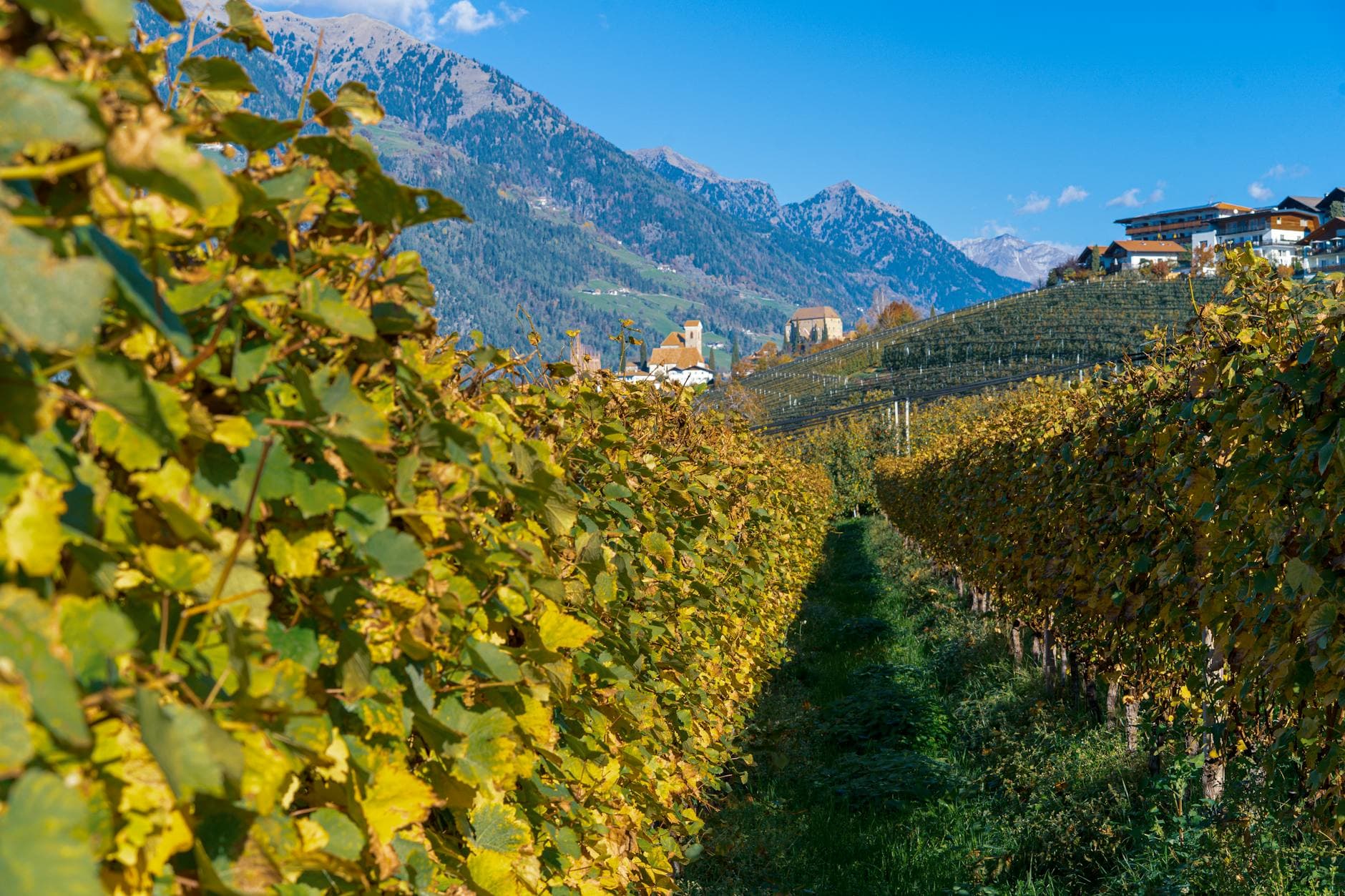 Montefalco Wine Guide: Sagrantino, Top Wineries & Visiting Umbria's Wine Capital