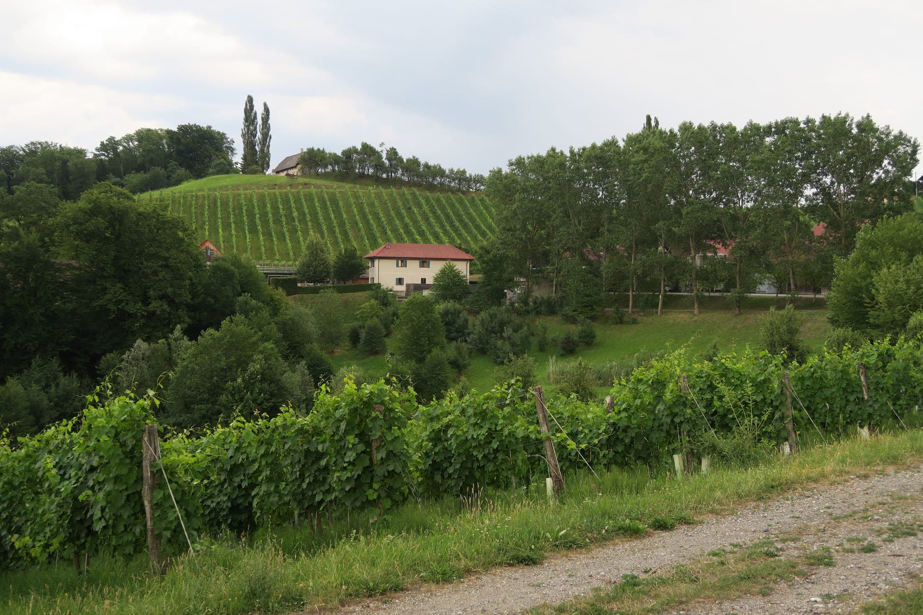 Südsteiermark Wine Travel Guide (Steiermark, Austria)