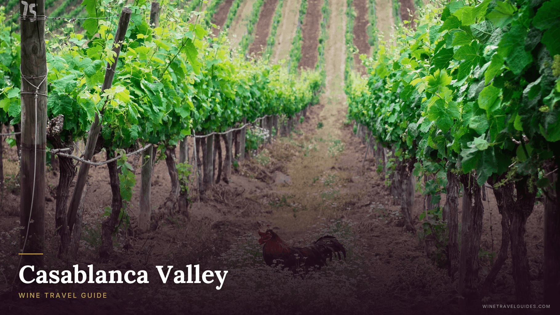 Casablanca Valley Wine Travel Guide (Aconcagua Valley, Chile)