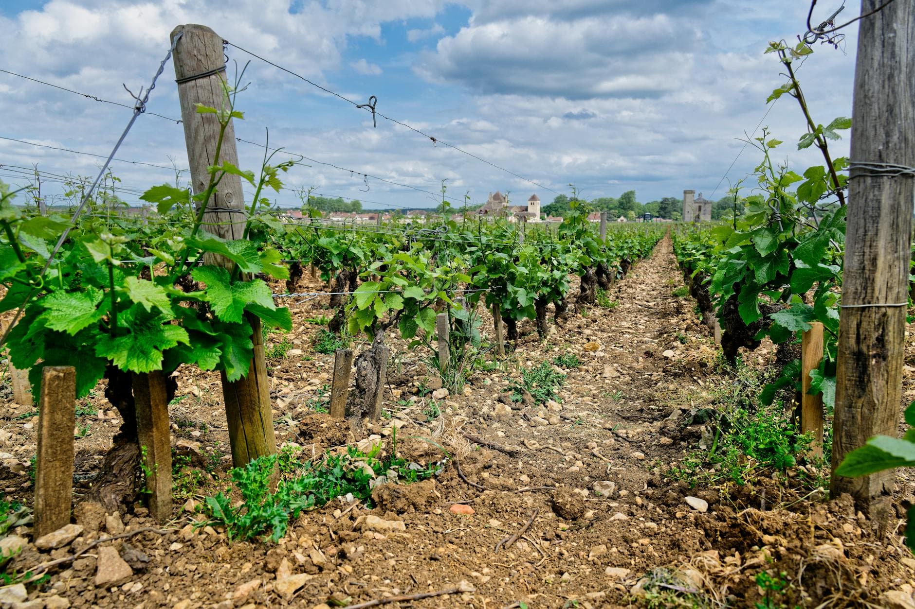 Jura Wine Region Guide: France's Most Distinctive Wine Country
