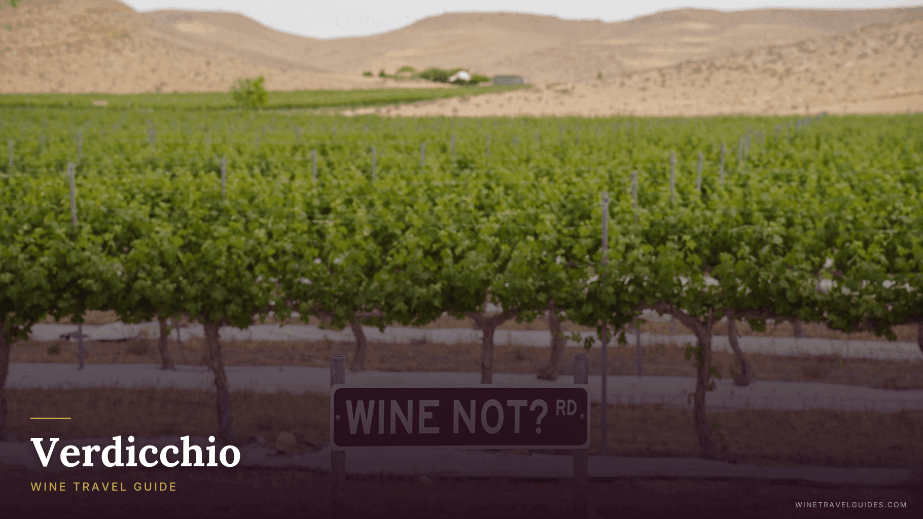 Verdicchio Wine Travel Guide (Marche, Italy)