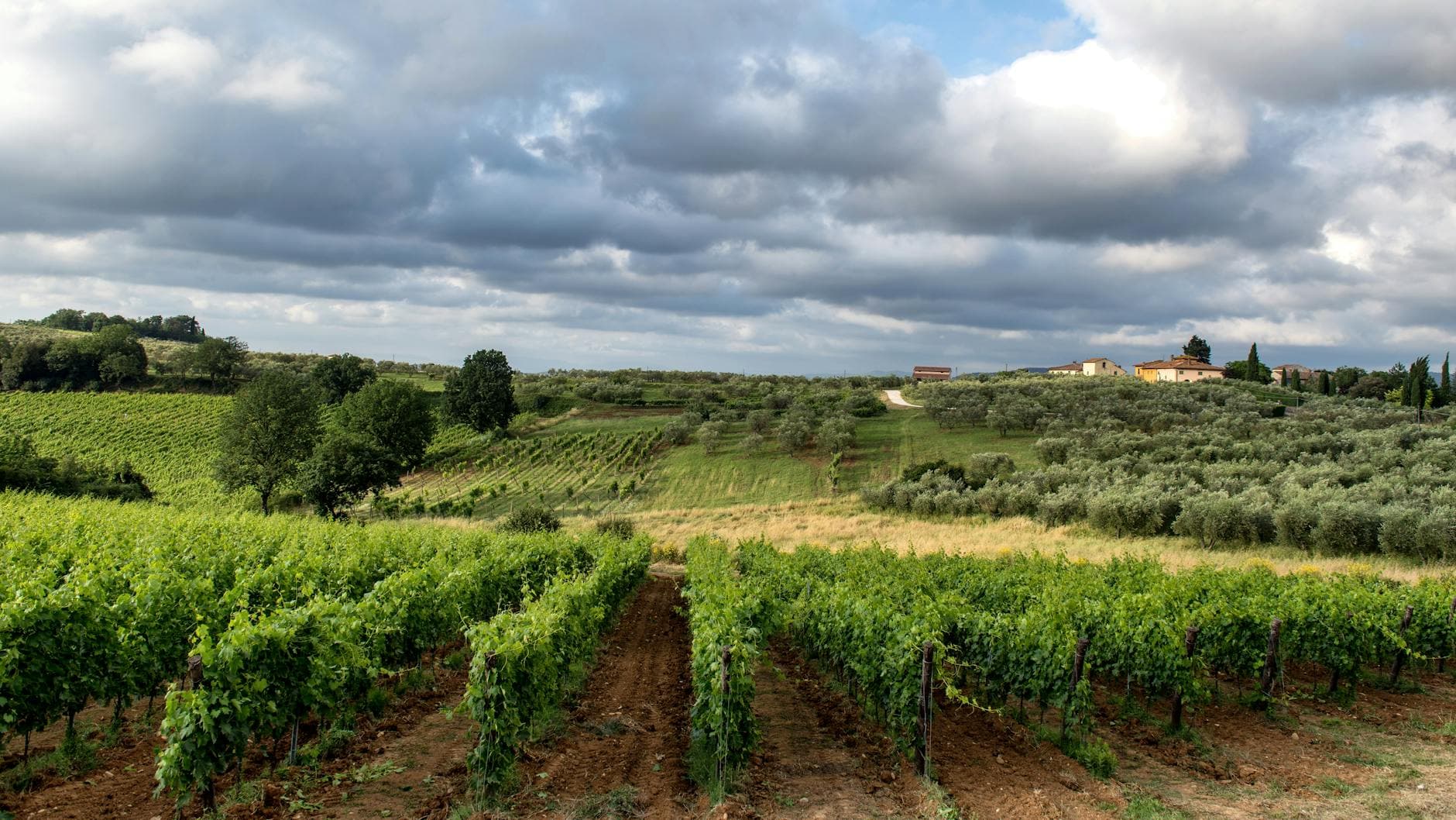 Best Wineries in Italy: Tuscany, Piedmont, Veneto & More