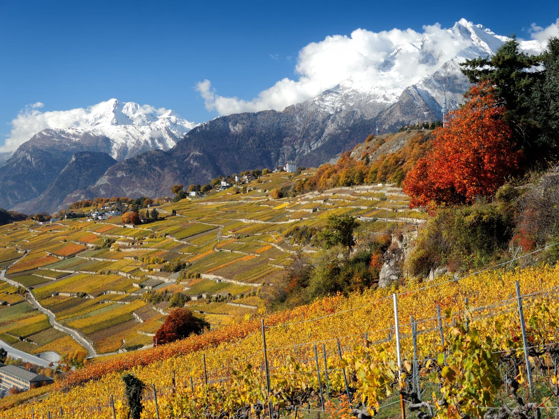 Sion Wine Travel Guide (Valais, Switzerland)
