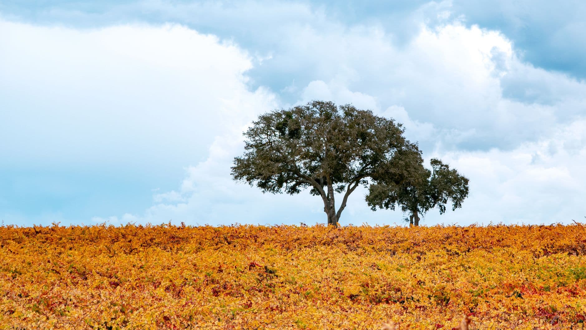 Paso Robles