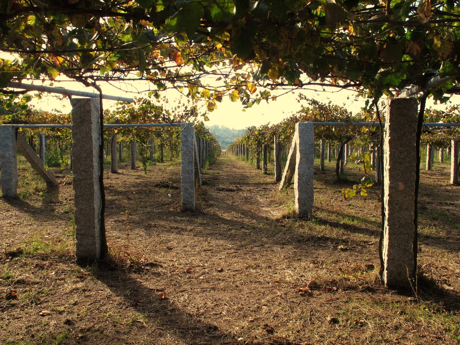 Rías Baixas Wine Travel Guide (Galicia, Spain)