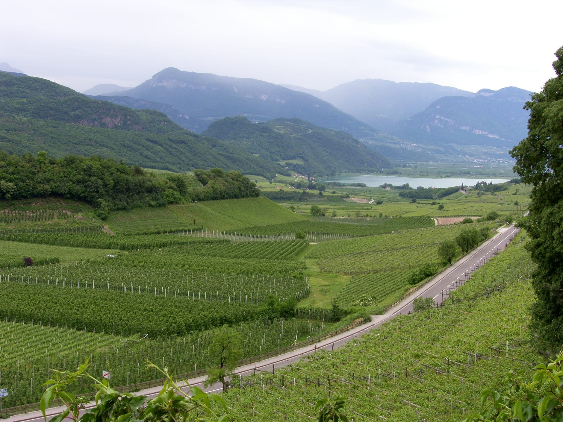 Alto Adige Wine Travel Guide (Trentino-Alto Adige, Italy)