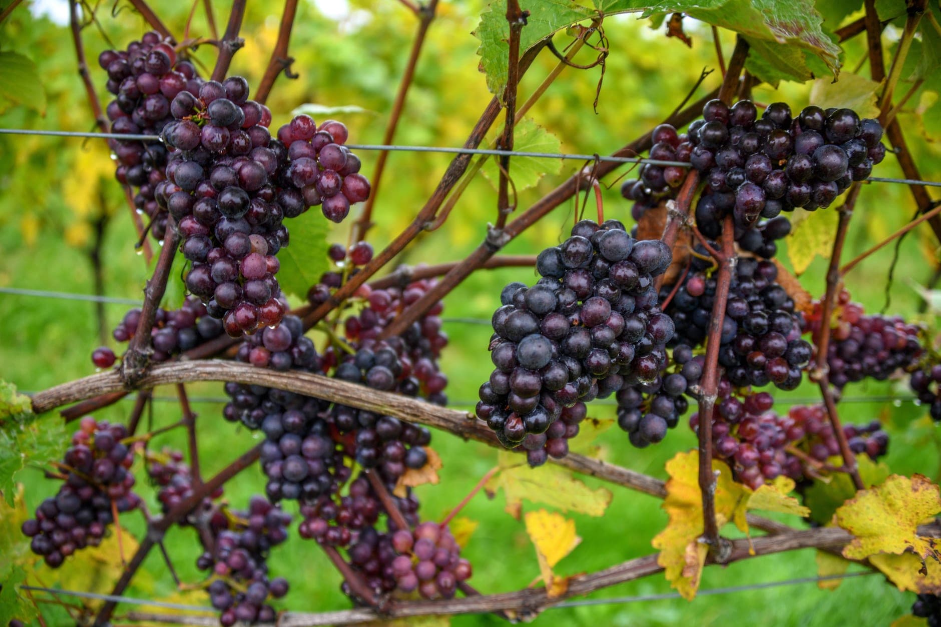 North and West of Avignon Wine Travel Guide (Rhône Valley, France)