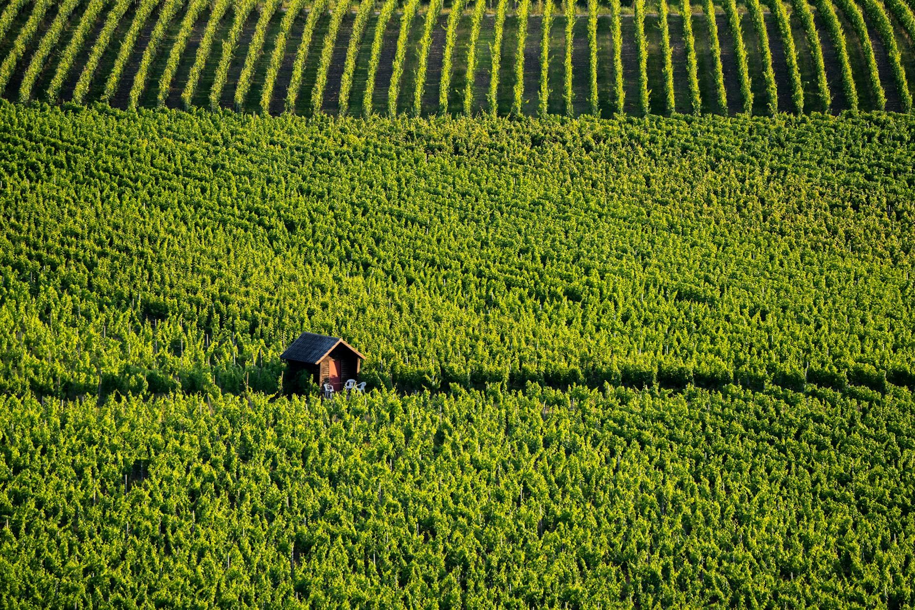 Where to Stay in Pfalz (Palatinate), Germany: Complete 2026 Guide
