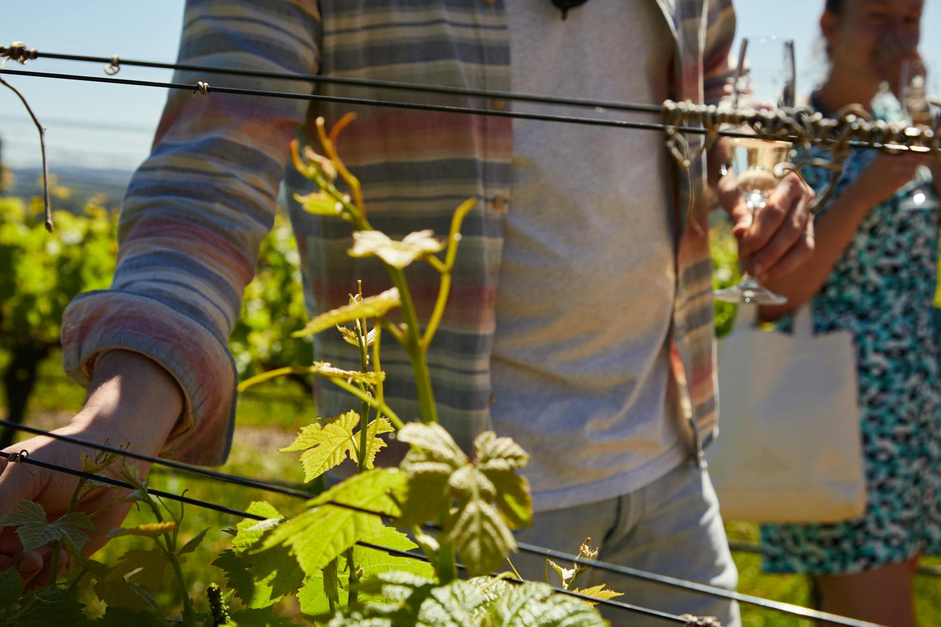 10 Best Budget Wine Tours in Europe: Affordable Tastings Under $50