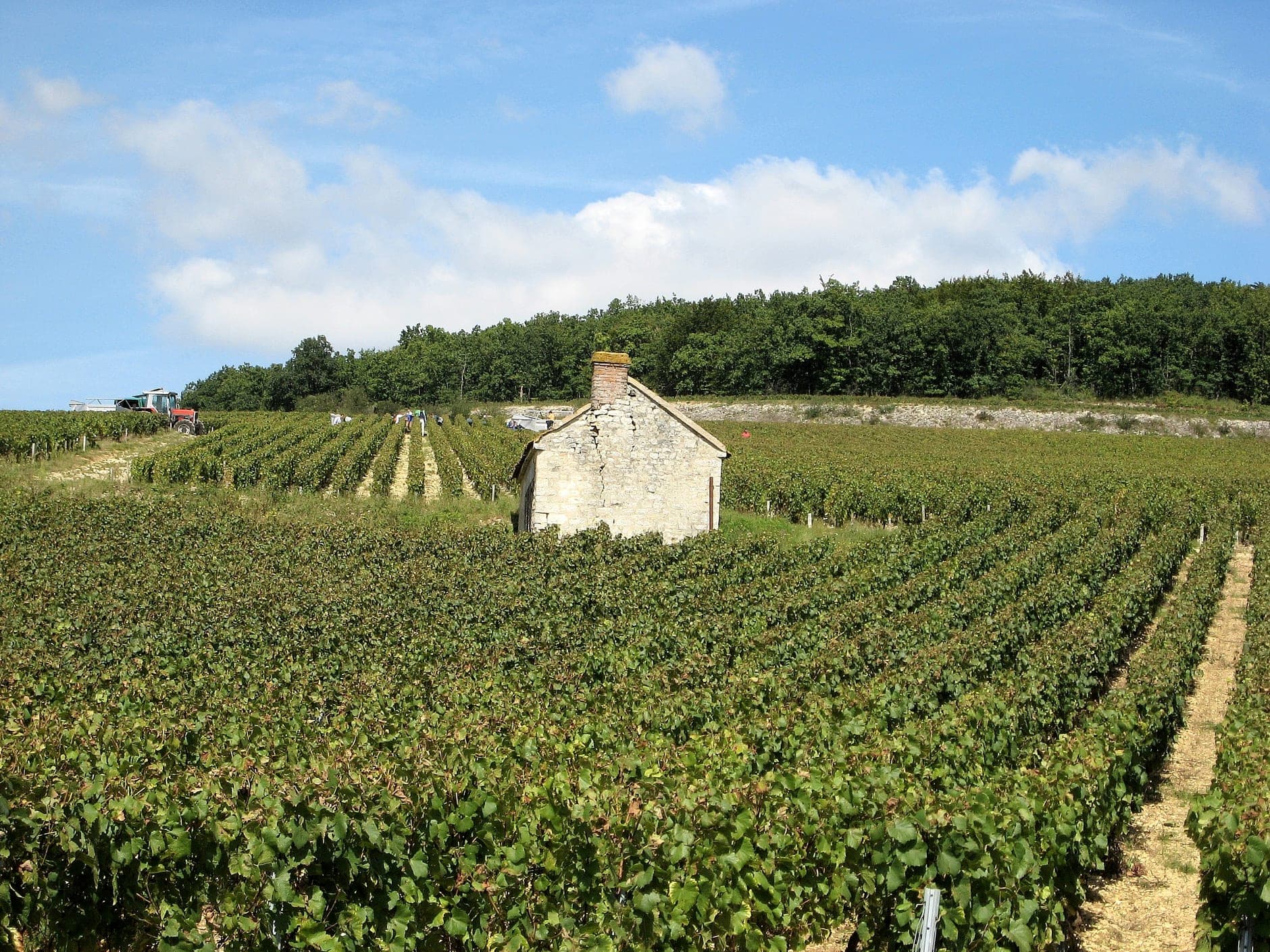 Chablis Wine Travel Guide (Burgundy, France)