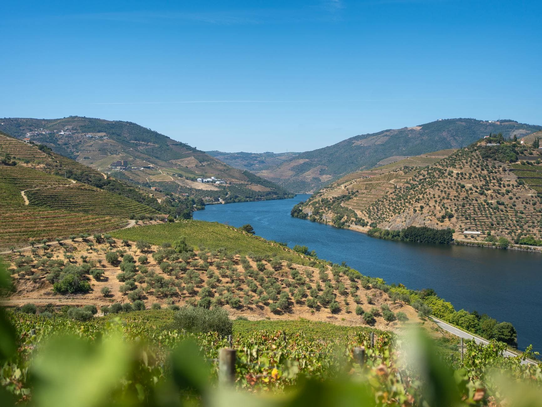 Douro Valley vs Alentejo — Portugal's Two Great Wine Regions