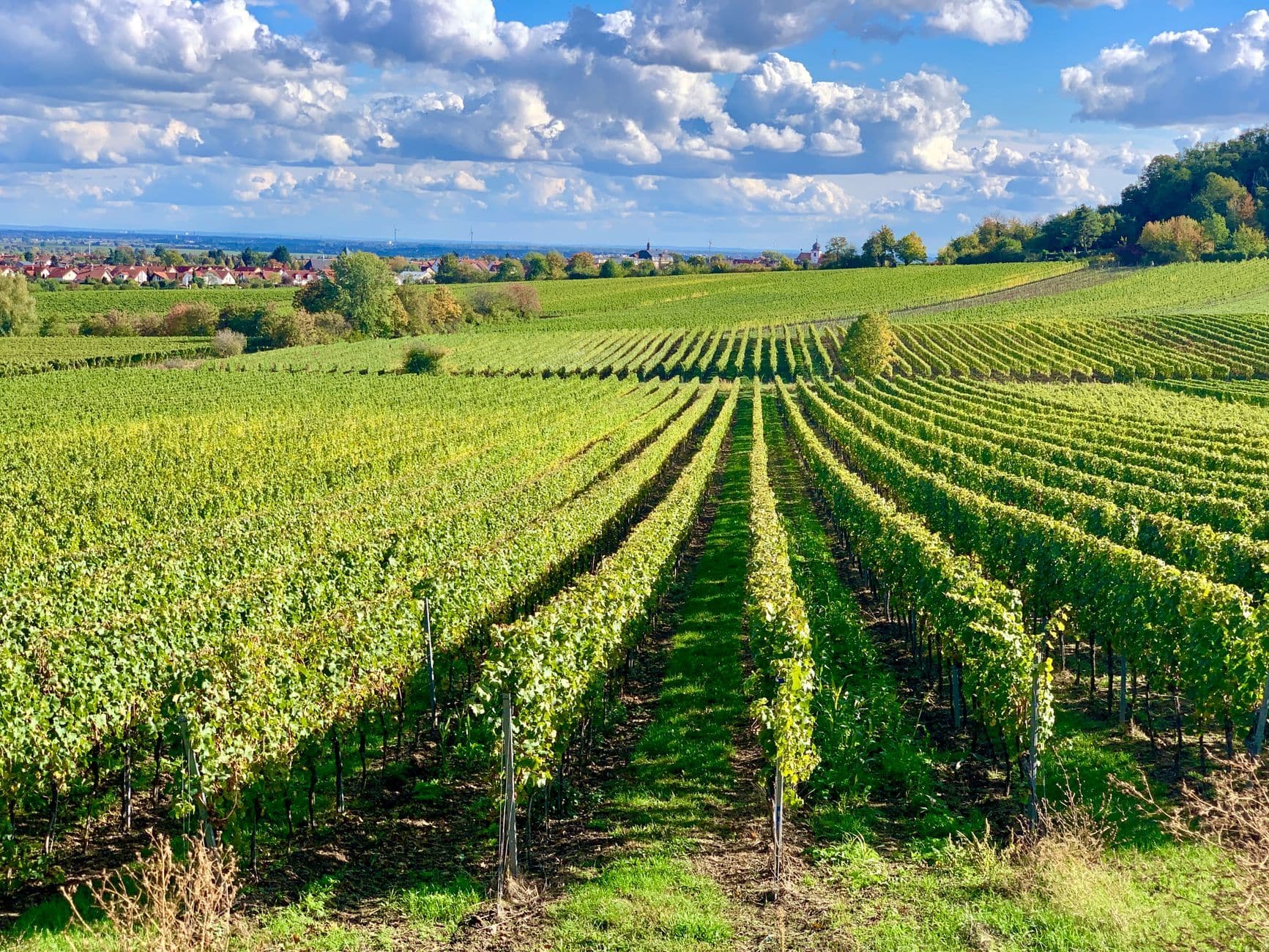 Deidesheim Wine Travel Guide (Pfalz, Germany)