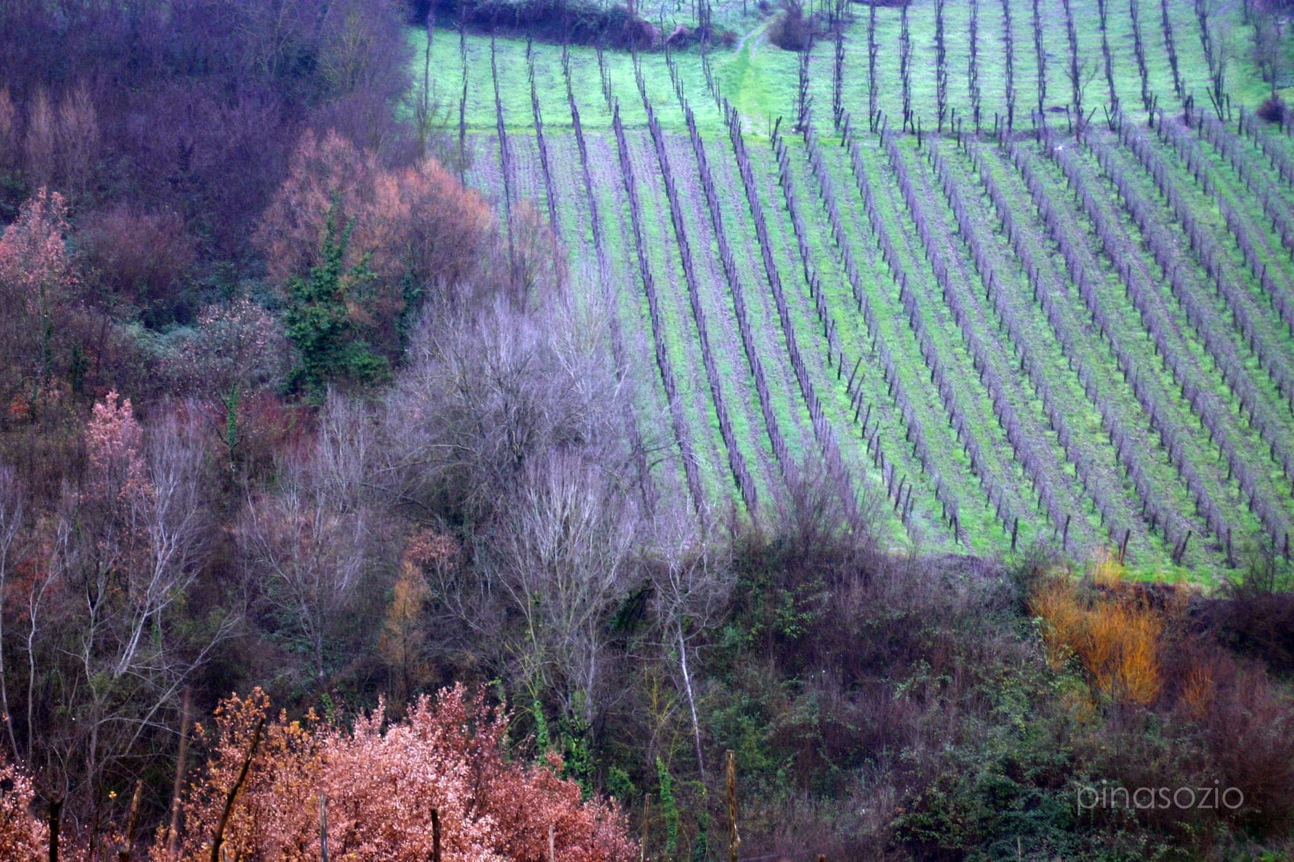 Greco di Tufo Wine Travel Guide (Campania, Italy)