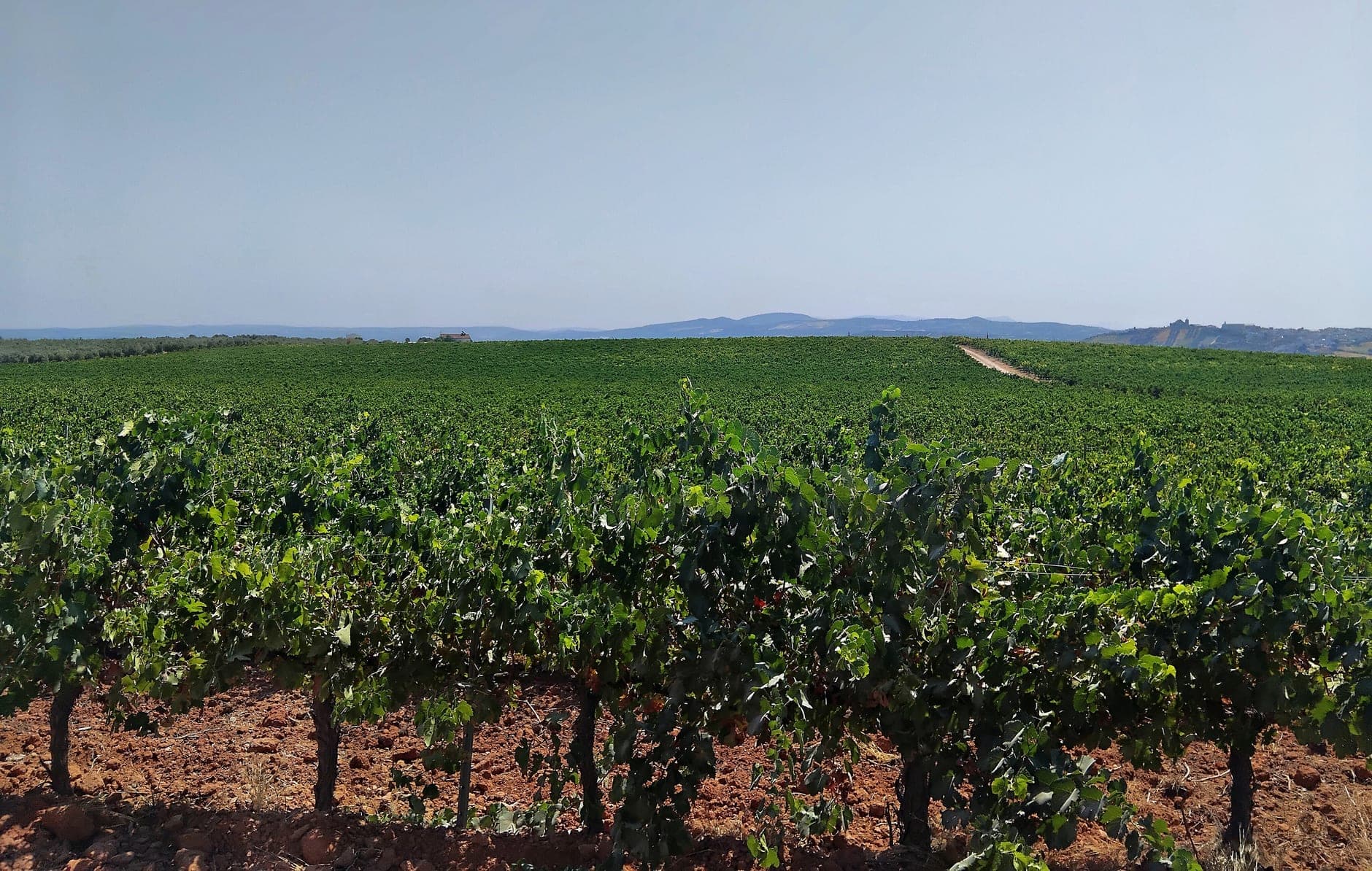 Montilla Moriles Wine Travel Guide (Andalusia, Spain)