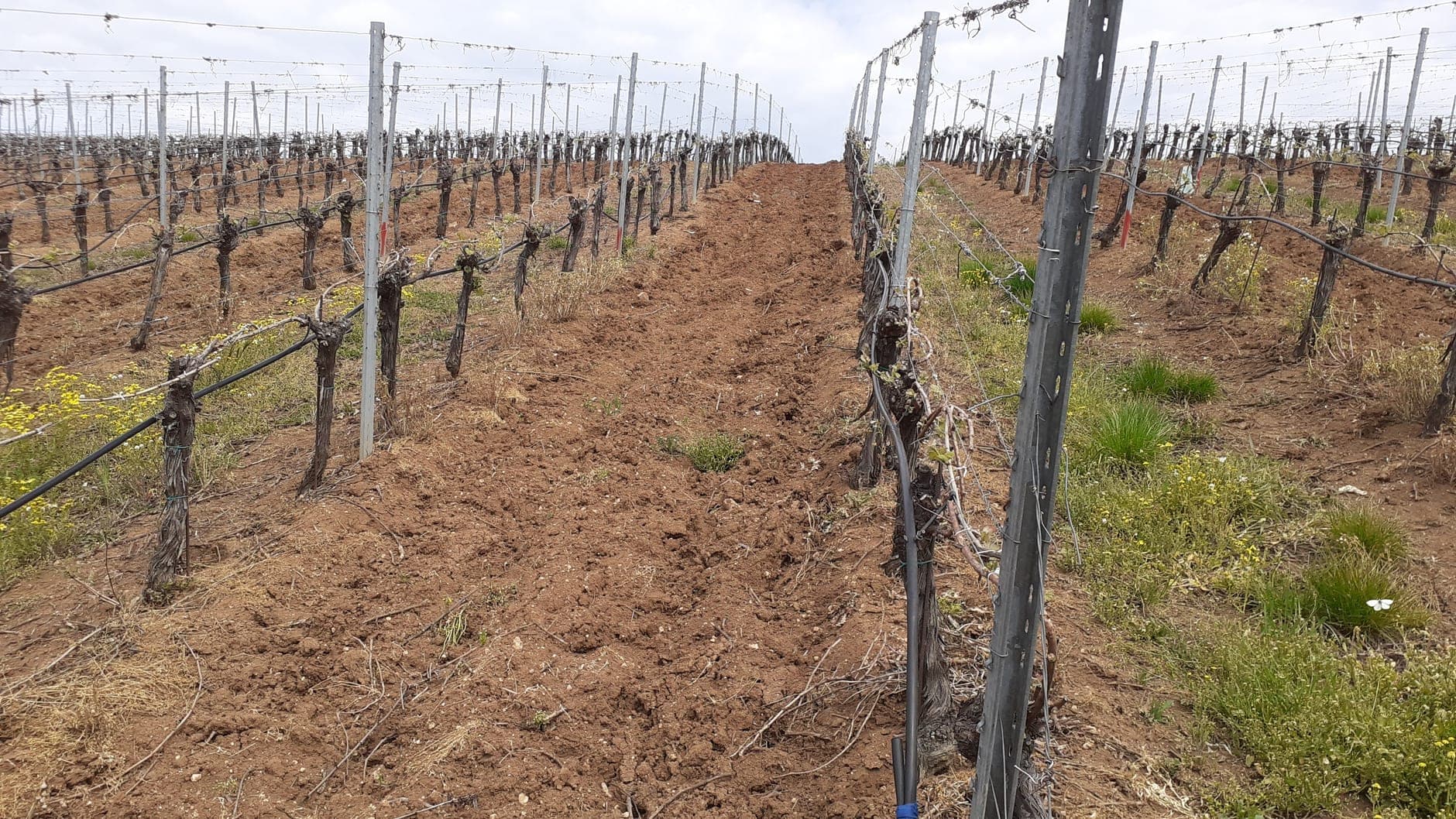 Recaș Wine Travel Guide (Banat, Romania)