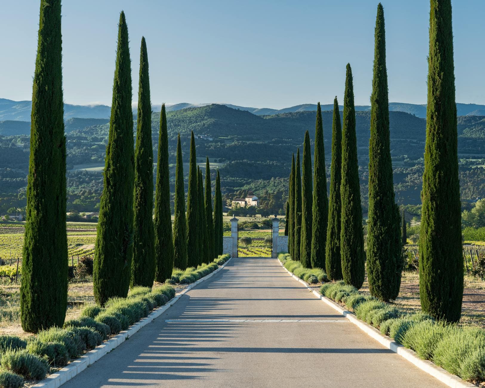 Provence Wine Region: The Complete Guide to Rosé, Wineries & Wine Travel