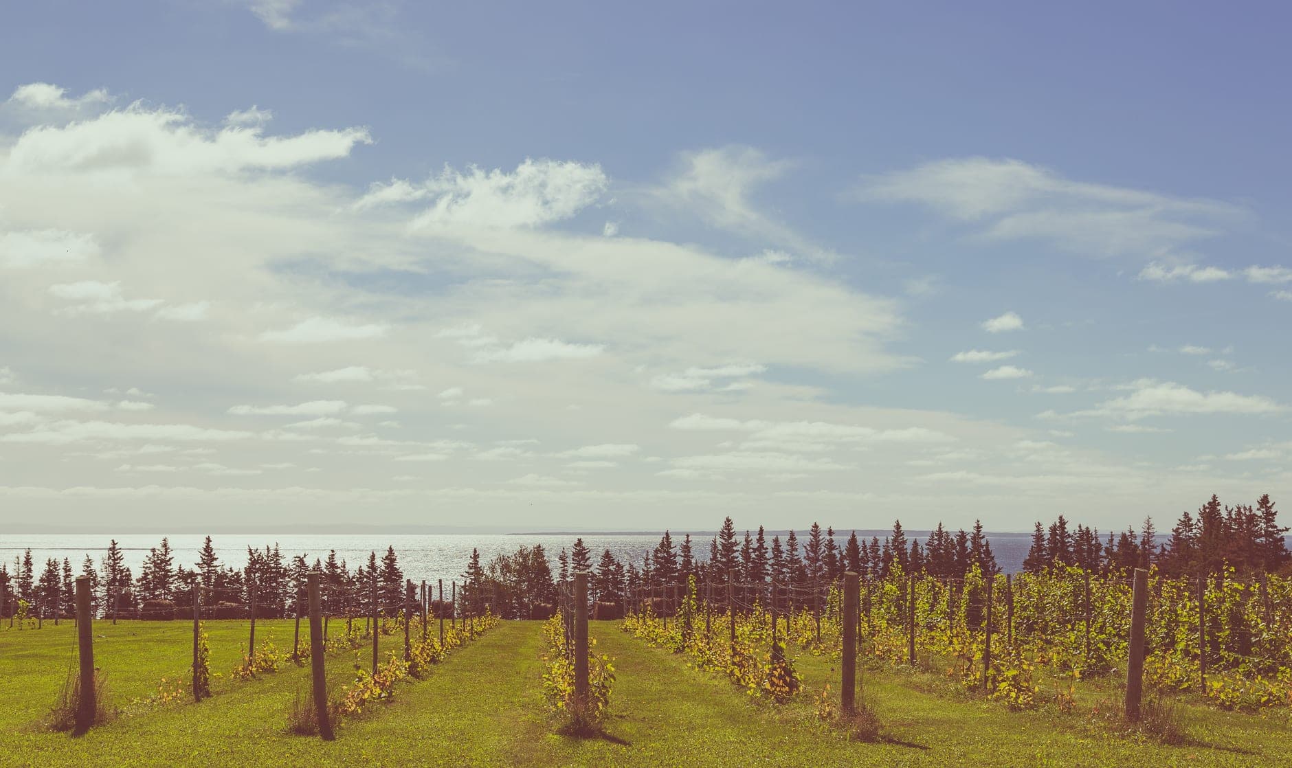 Prince Edward County Wine Travel Guide (Ontario, Canada)