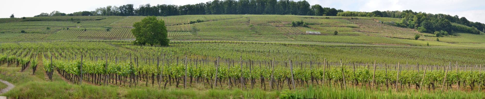 Alsace Grand Cru Wine Travel Guide (Alsace, France)