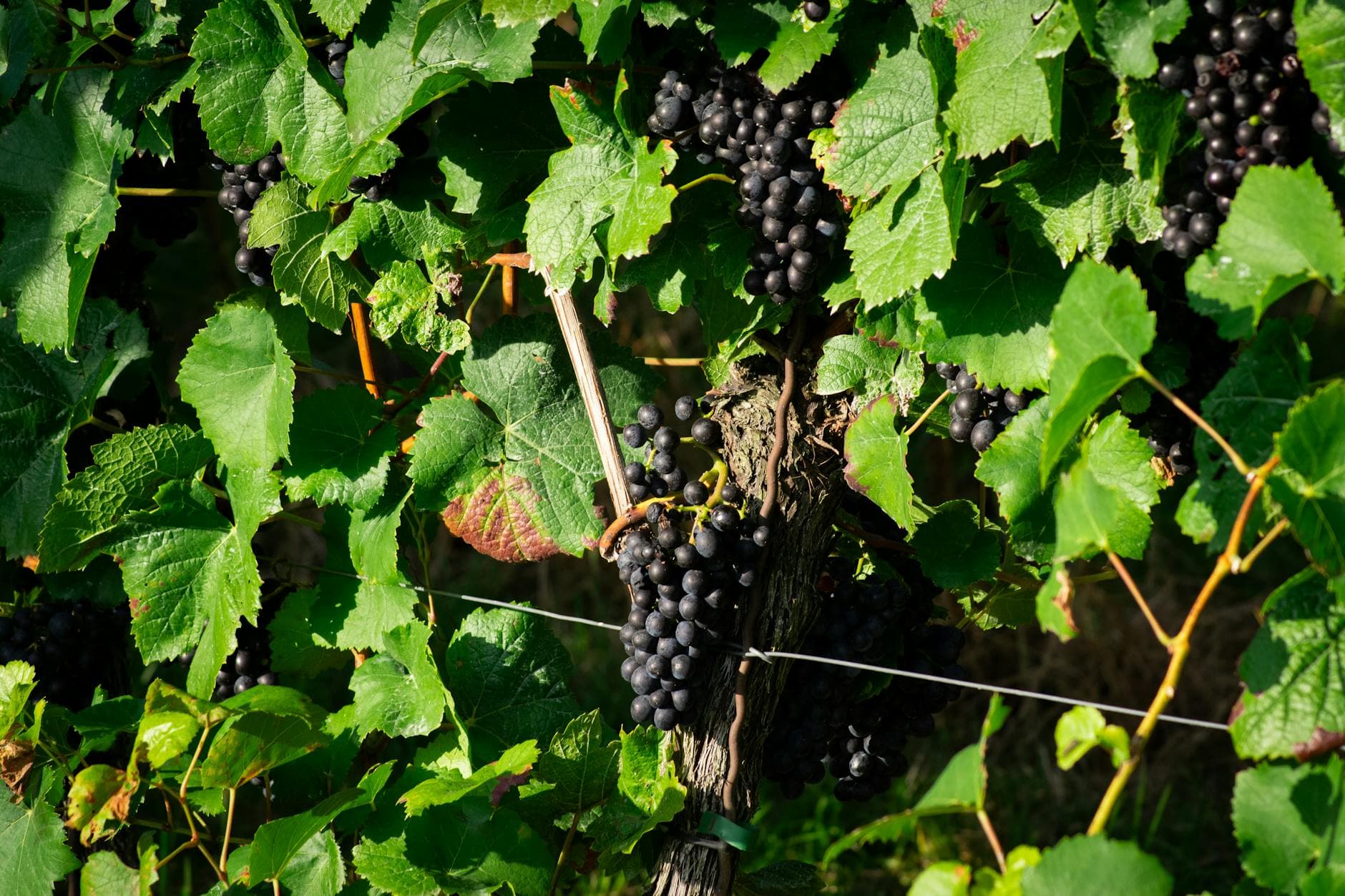 Wine Harvest Season: When and Where to Visit for Grape Crushing
