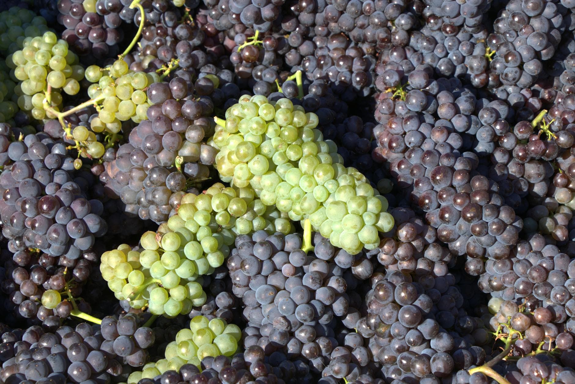 Canada Wine Country Guide: Okanagan, Niagara, and the Best Canadian Wine Regions