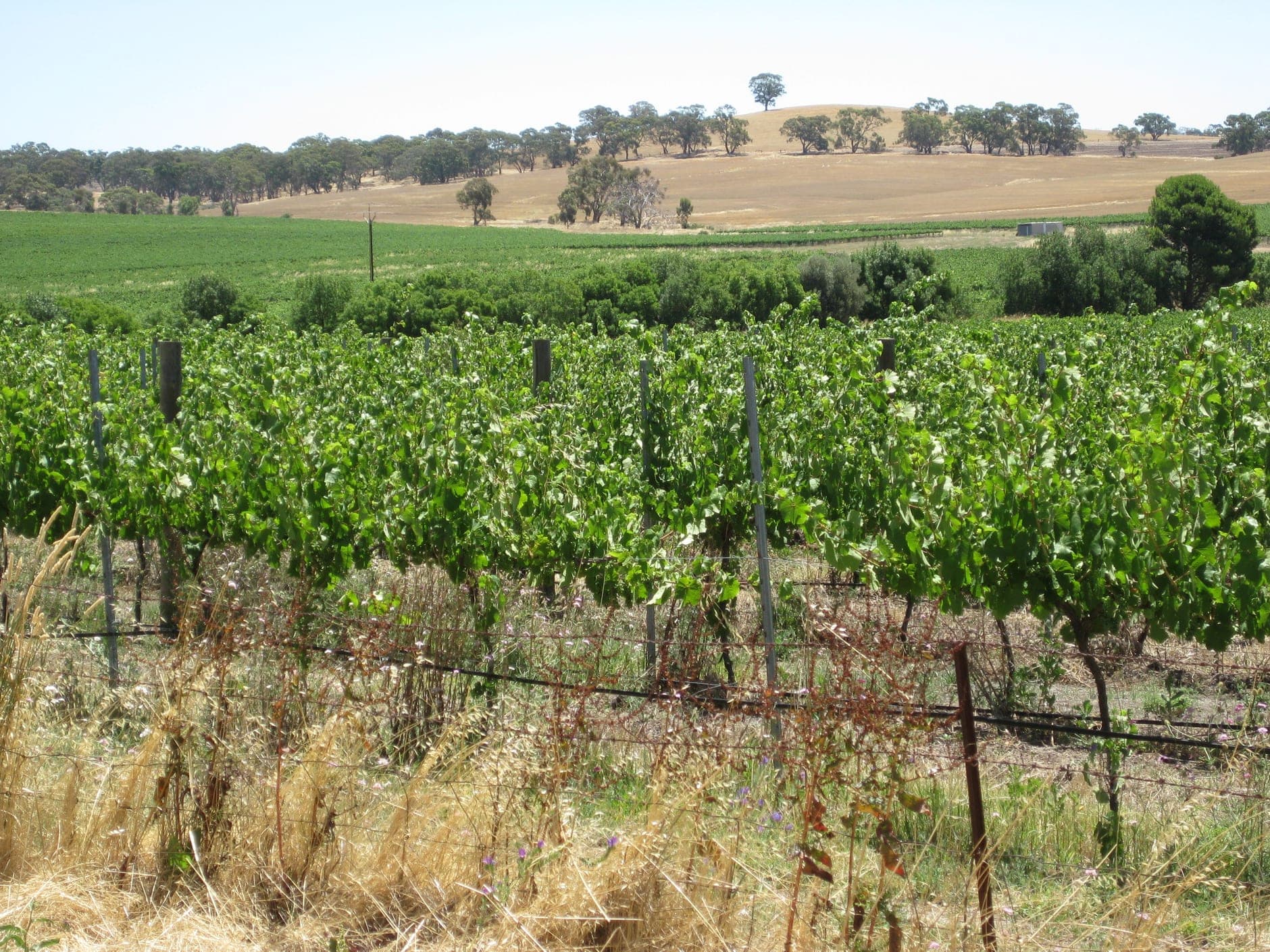 Clare Valley Wine Travel Guide (South Australia, Australia)