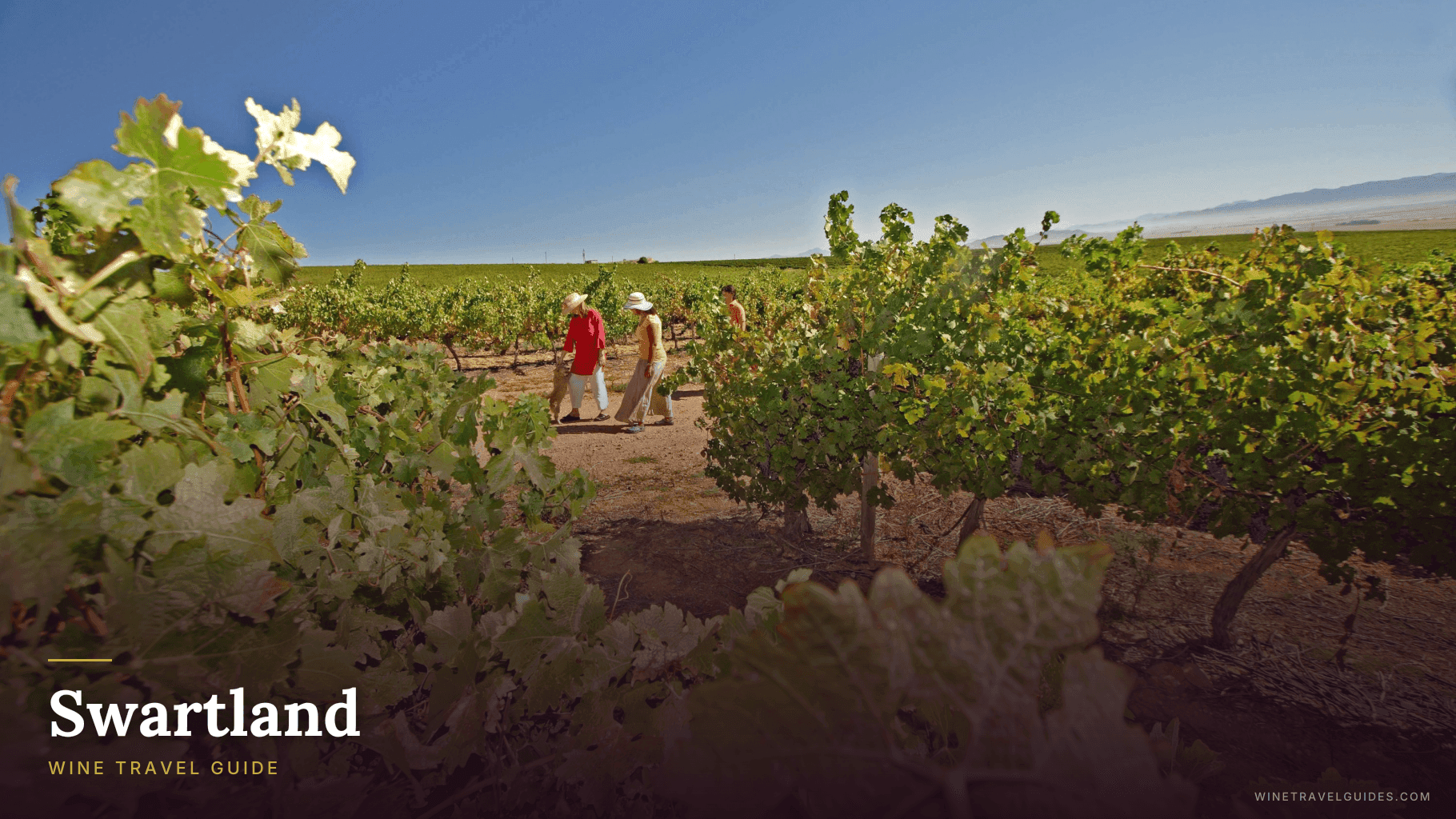 Swartland Wine Travel Guide (Western Cape, South Africa)