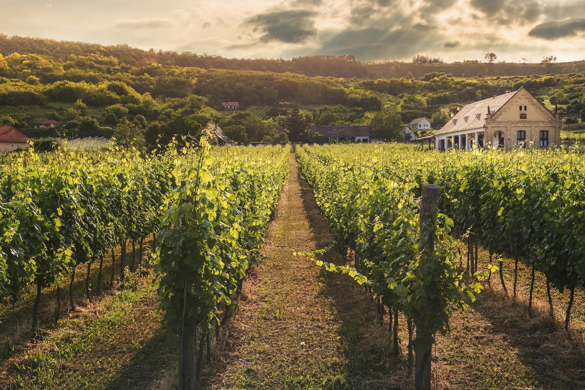 Where to Stay in Tokaj Wine Country: Complete 2026 Guide