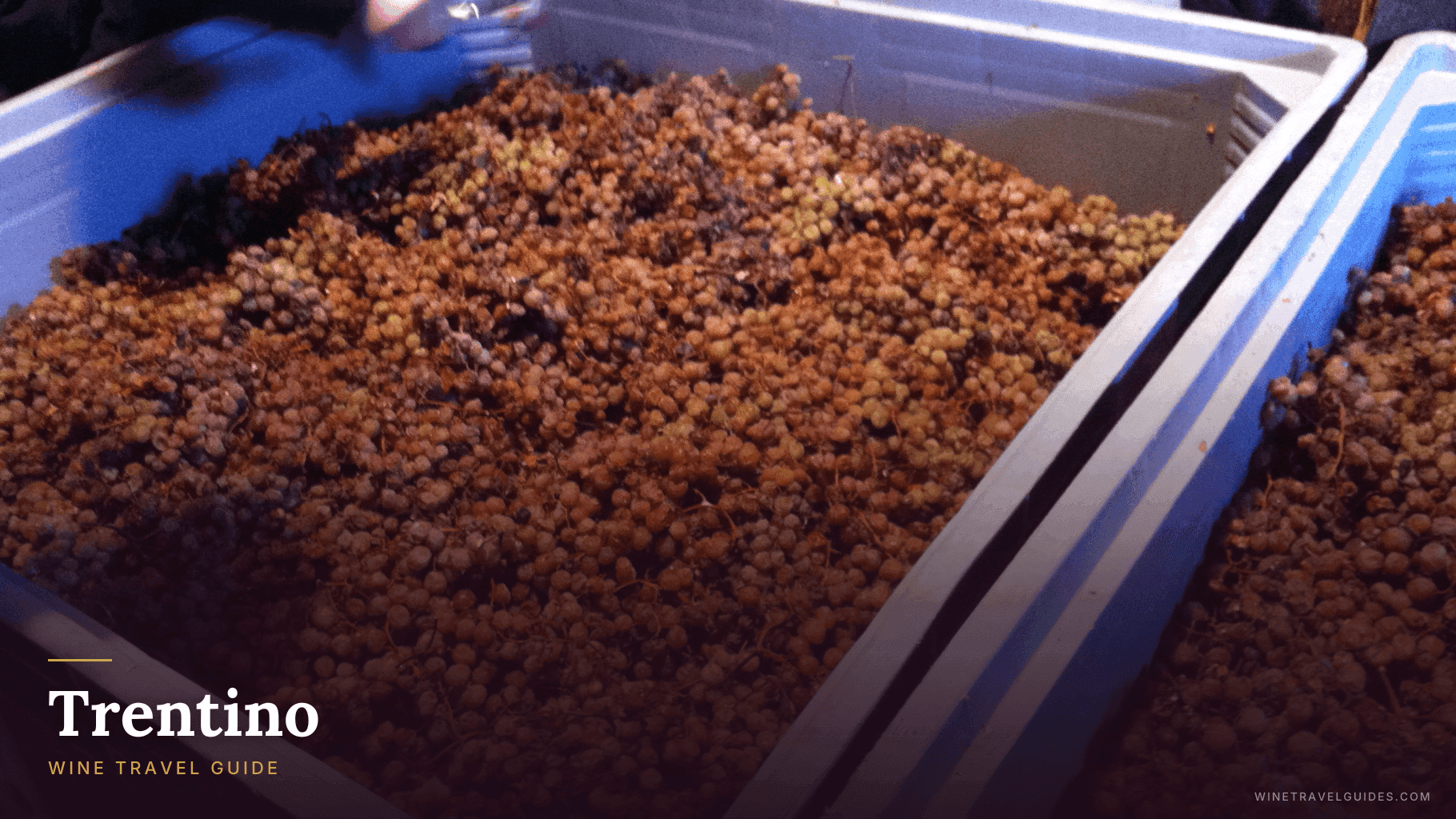 Trentino Wine Travel Guide (Trentino-Alto Adige, Italy)