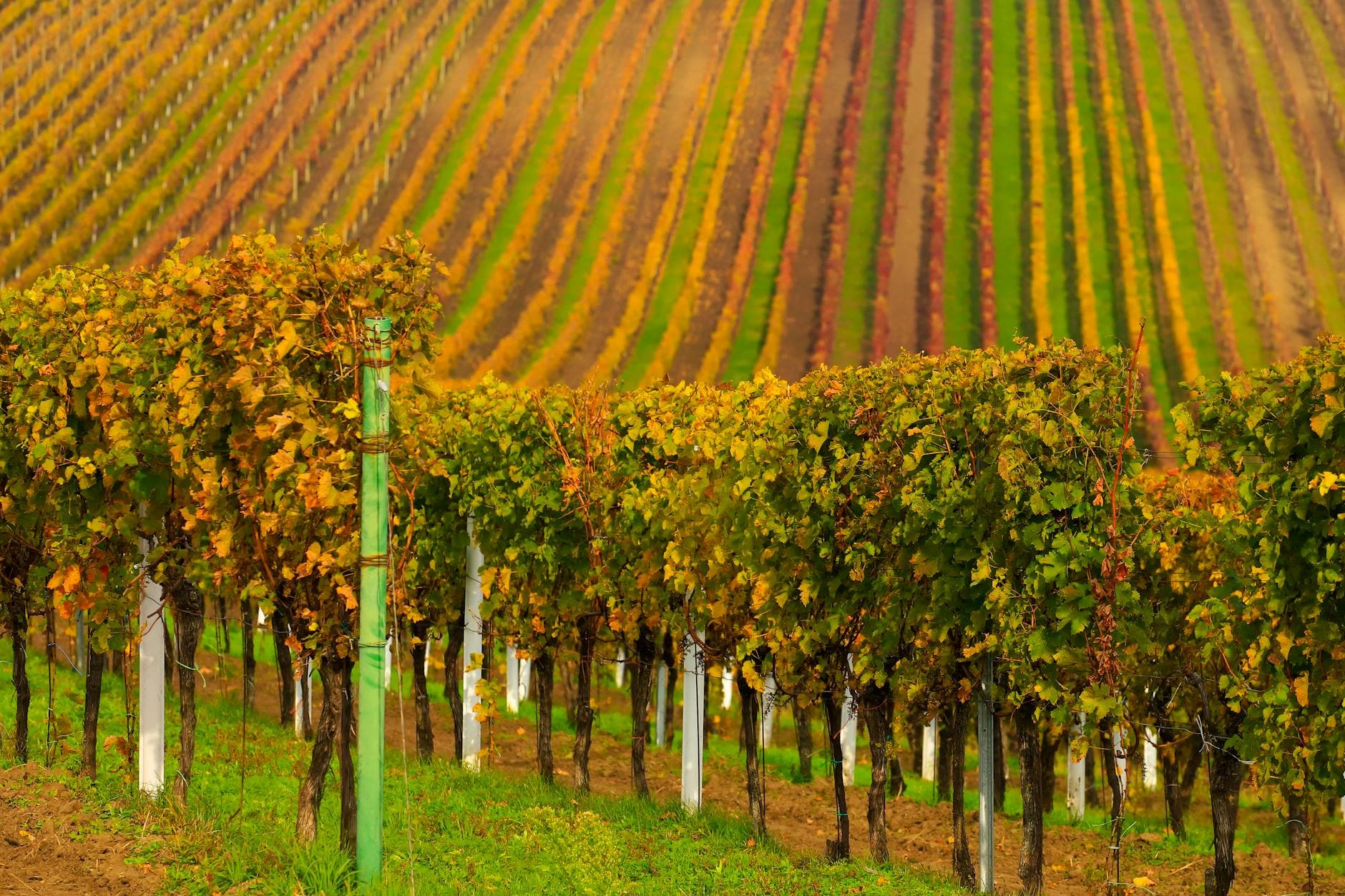 Where to Stay in Campania Wine Country: Complete 2026 Guide