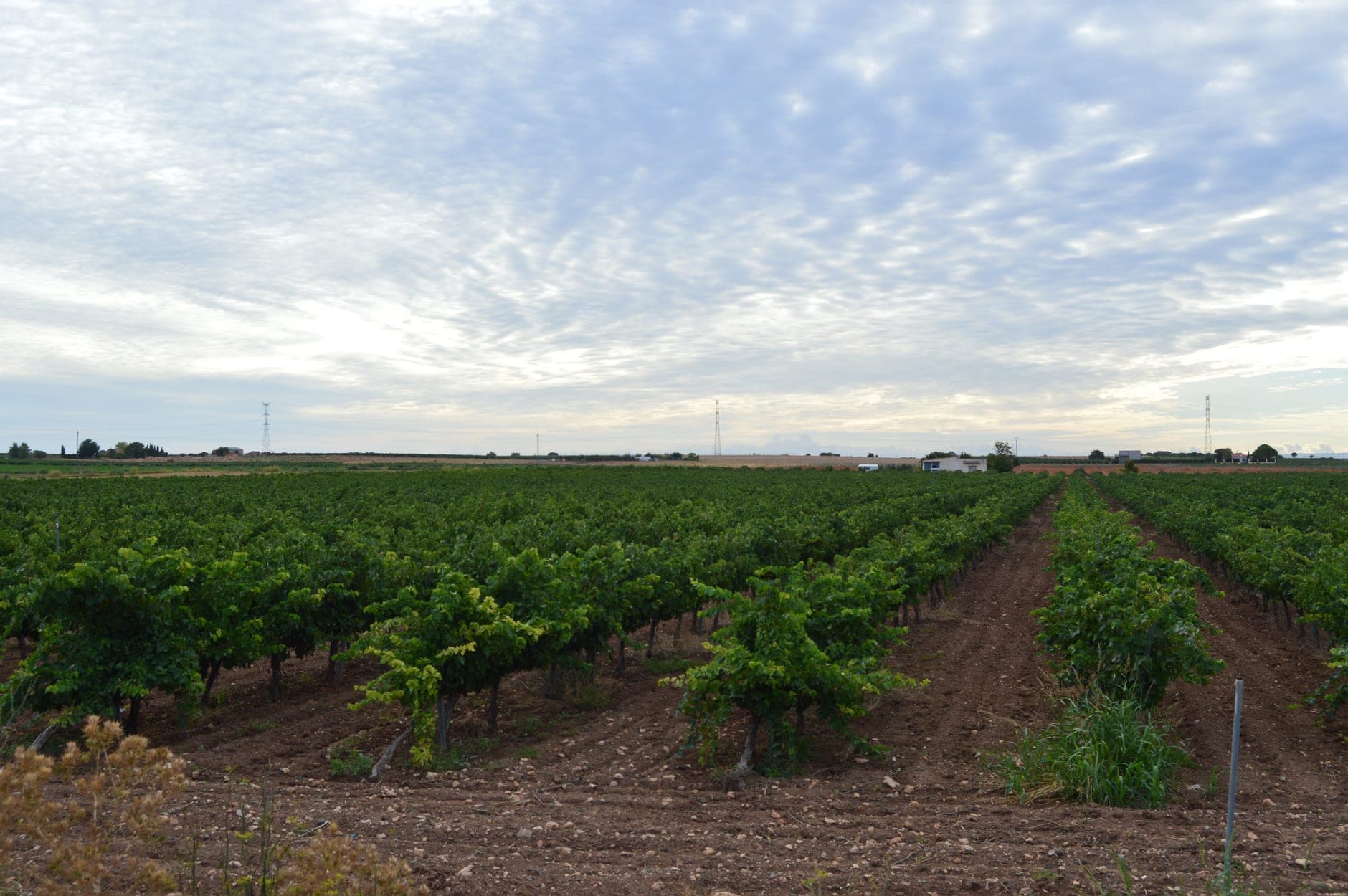 La Mancha Wine Travel Guide (Castilla-La Mancha, Spain)